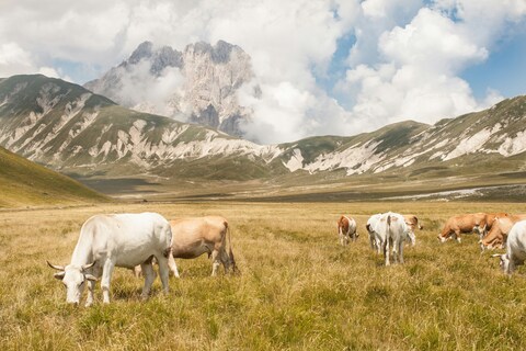 Cattle Grazing in Mountain Meadow
