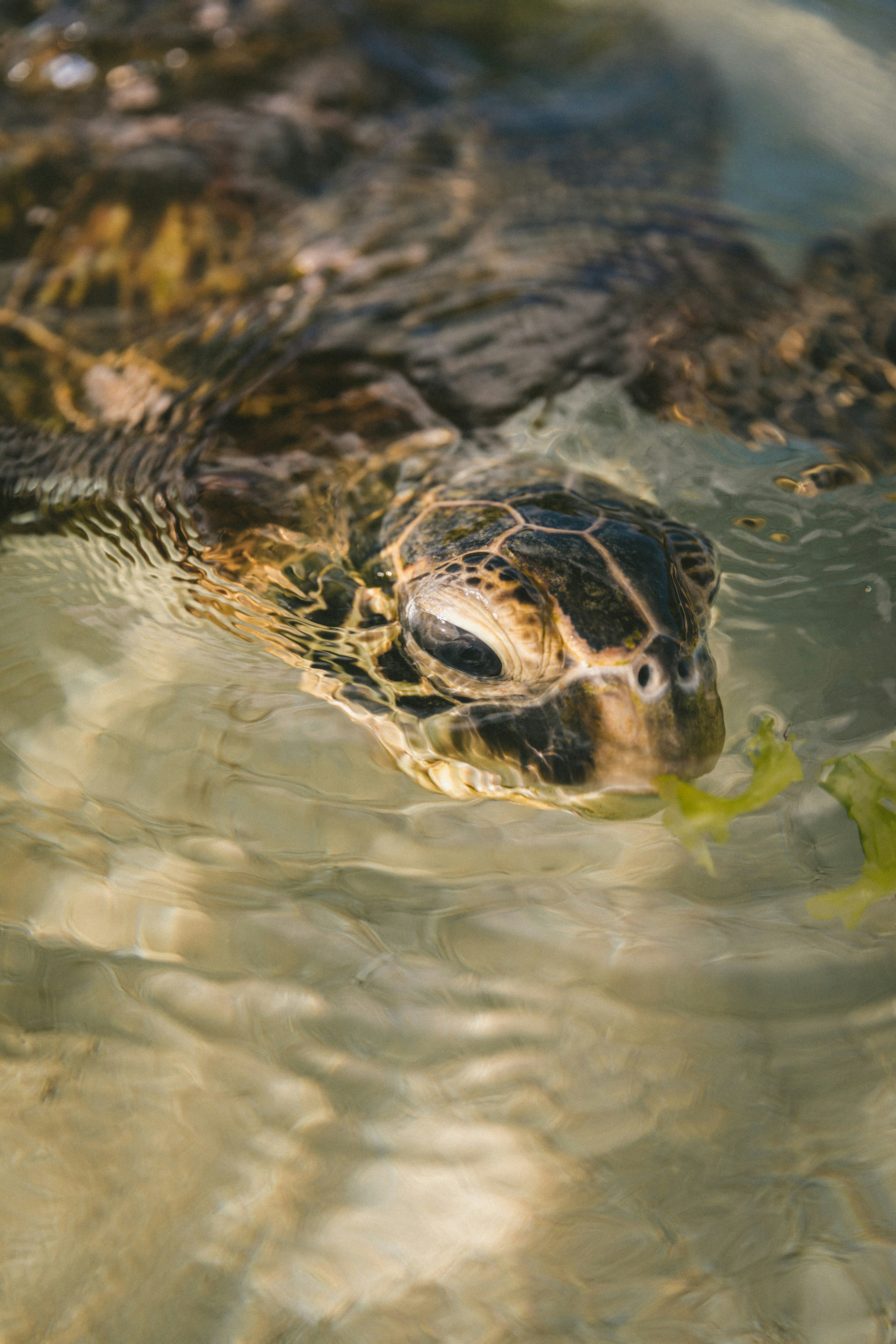 Sea Turtle at Water Surface