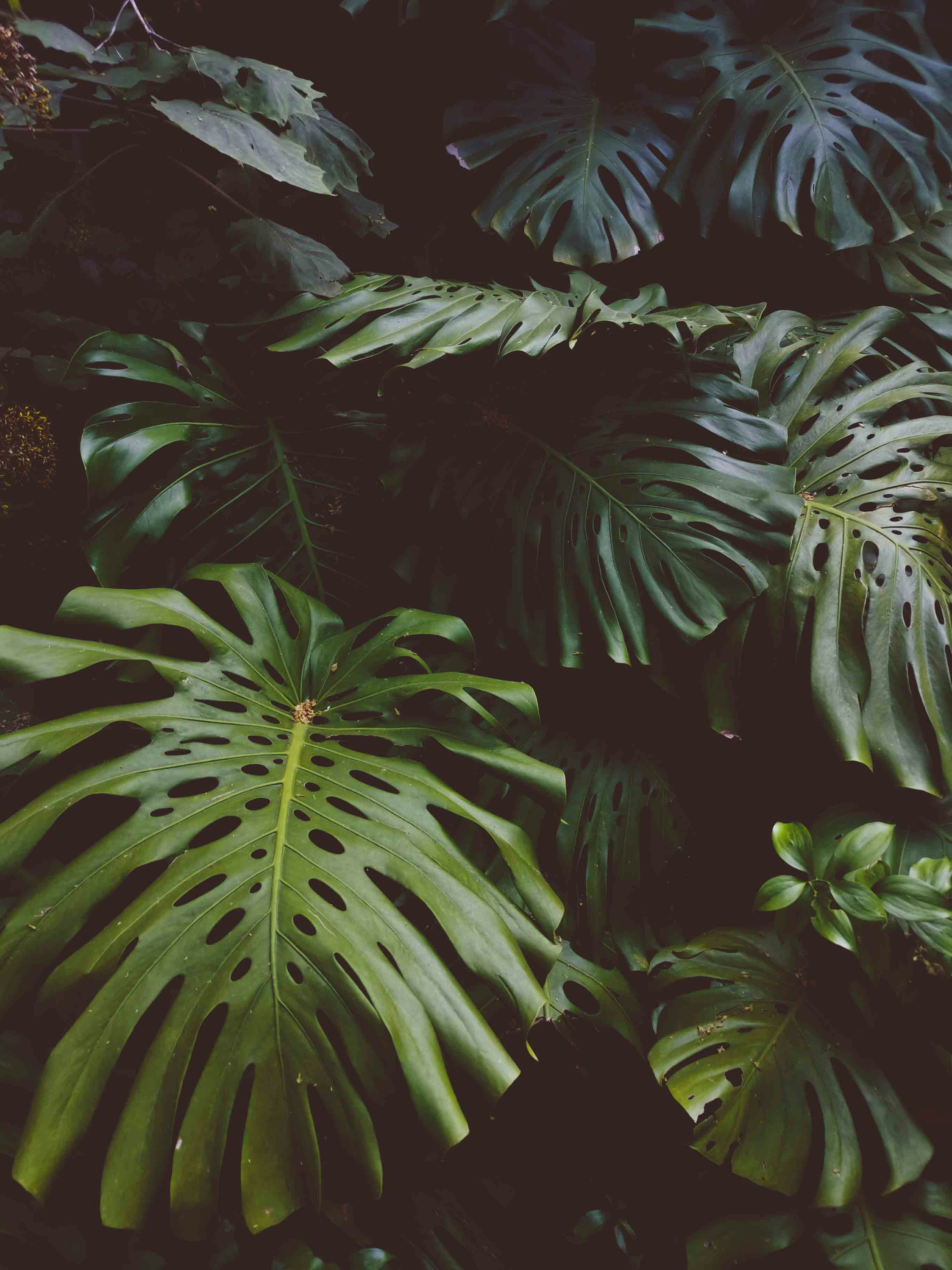 Dense Monstera Leaves