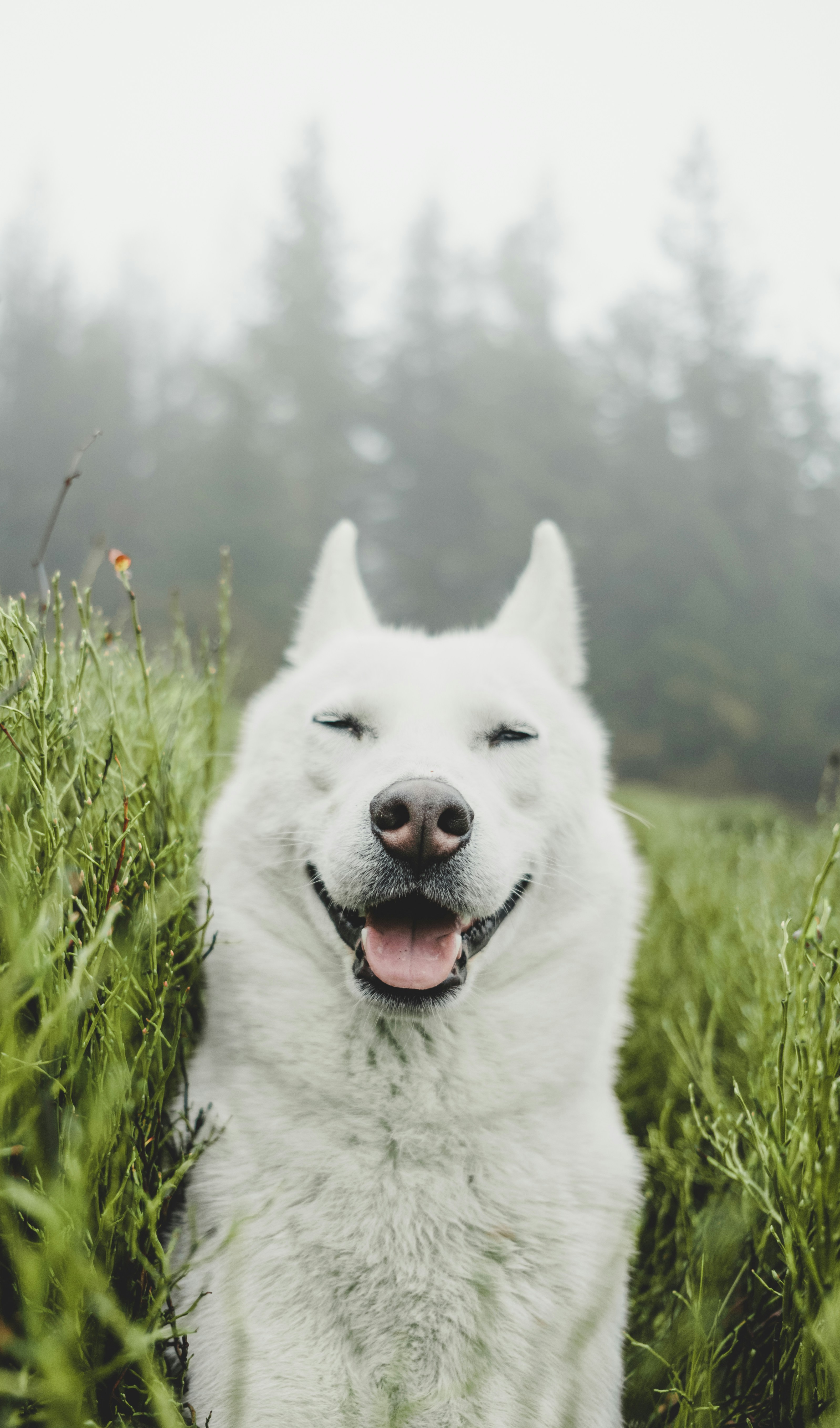 Smiling White Dog in Misty Meadow
