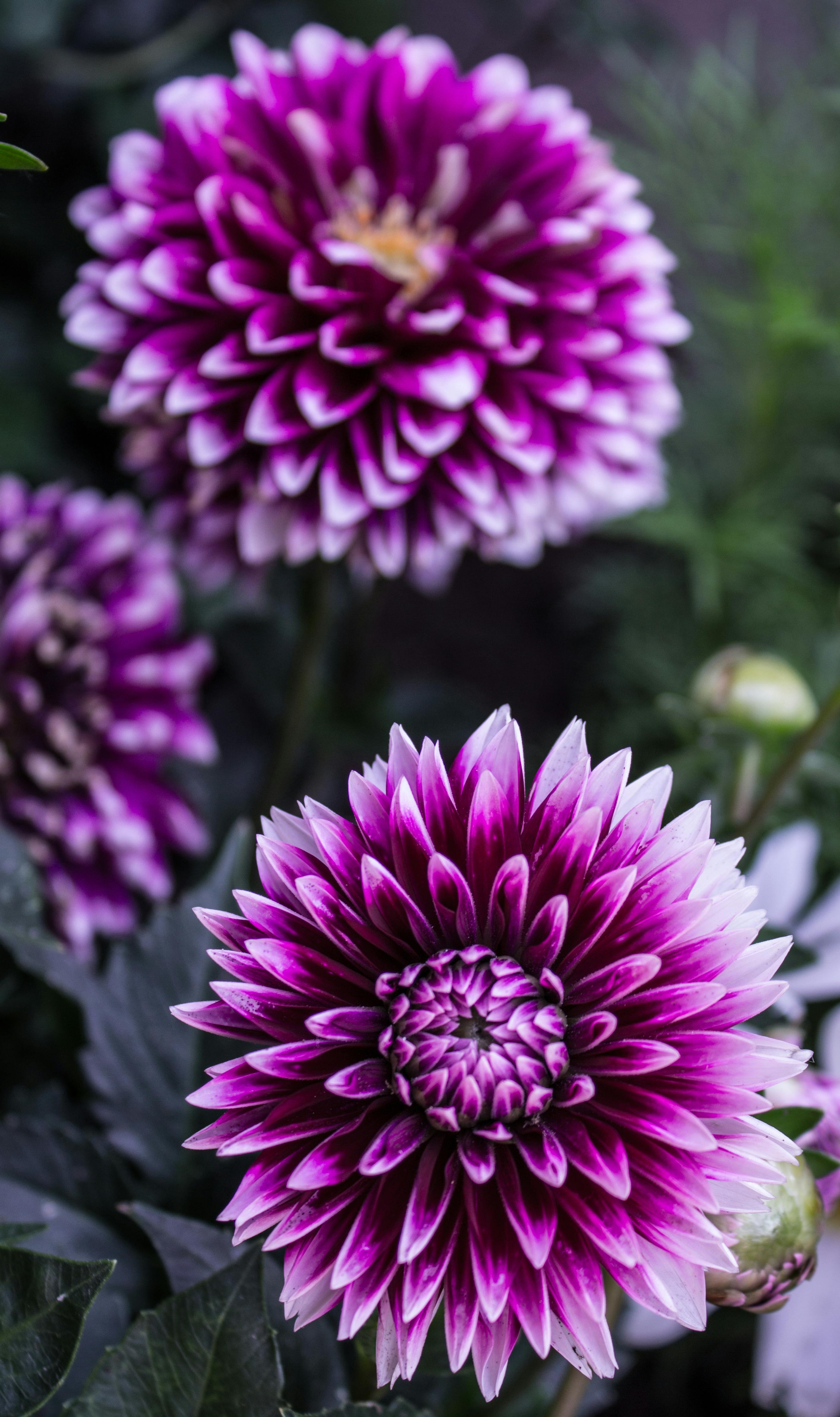 Purple Bicolor Dahlias in Bloom