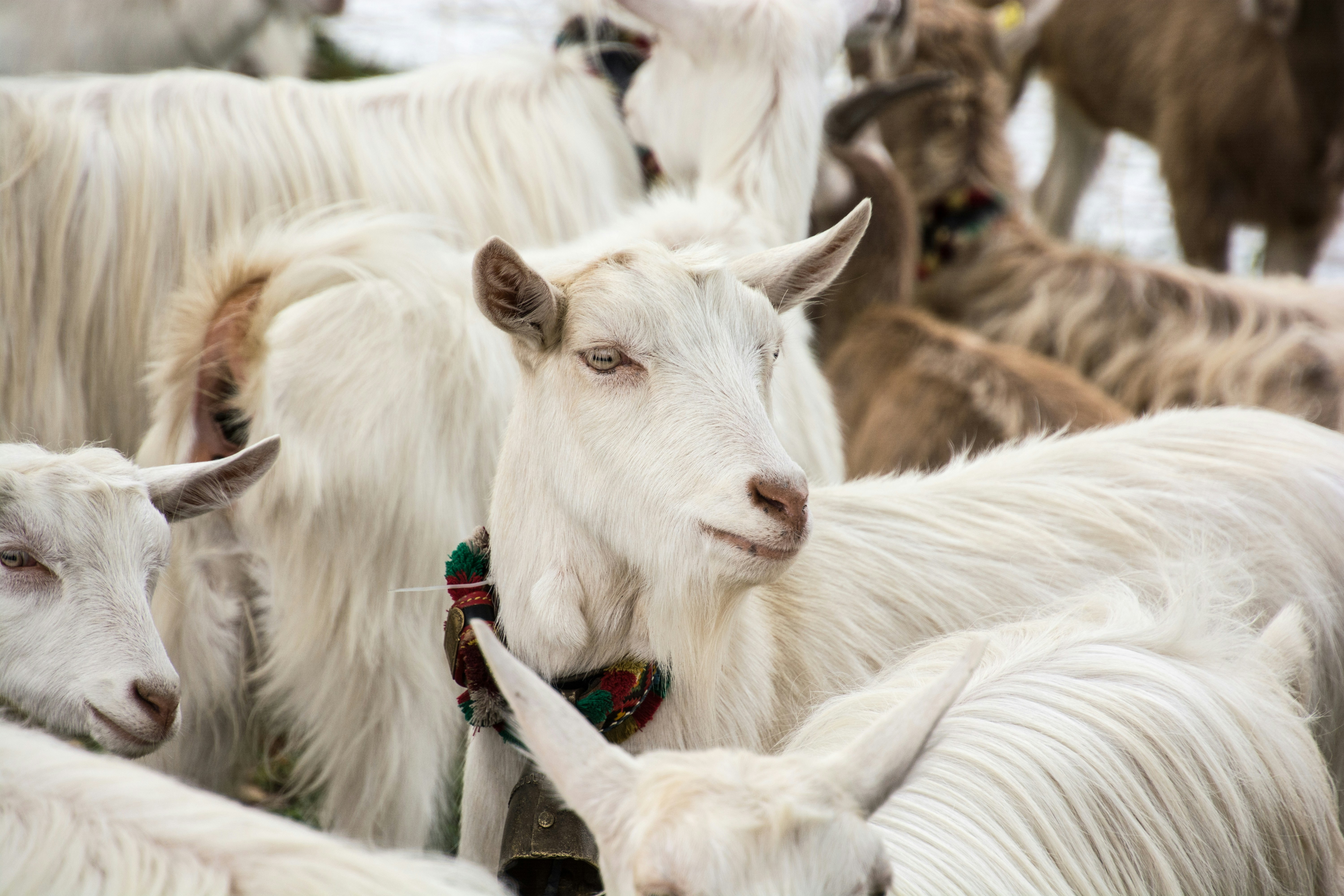 Herd of White Goats