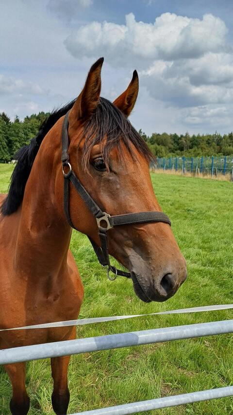 Bay Horse in Green Pasture