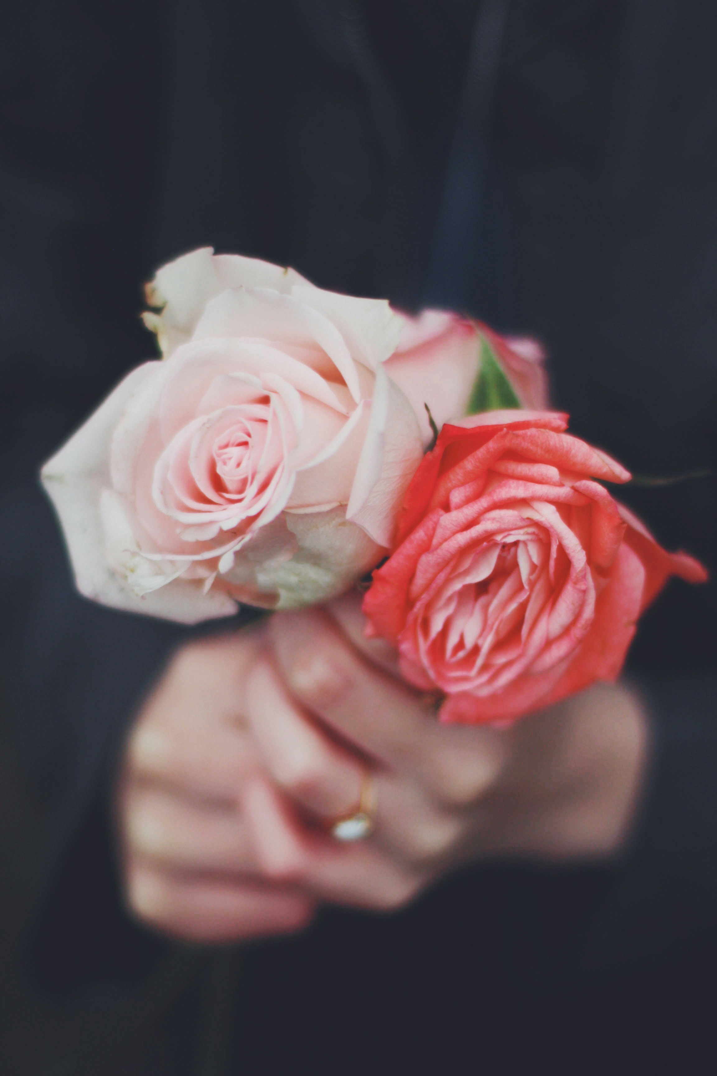 Hands Holding Three Roses