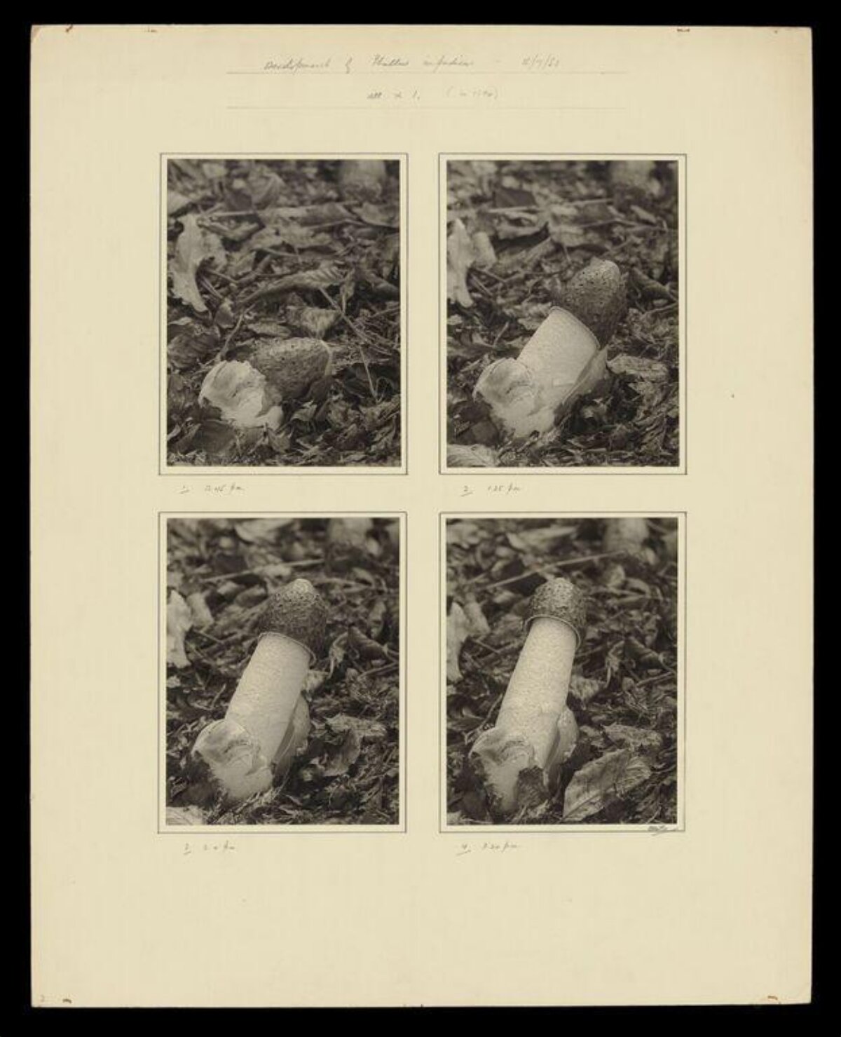 Stinkhorn Mushroom Growth Stages