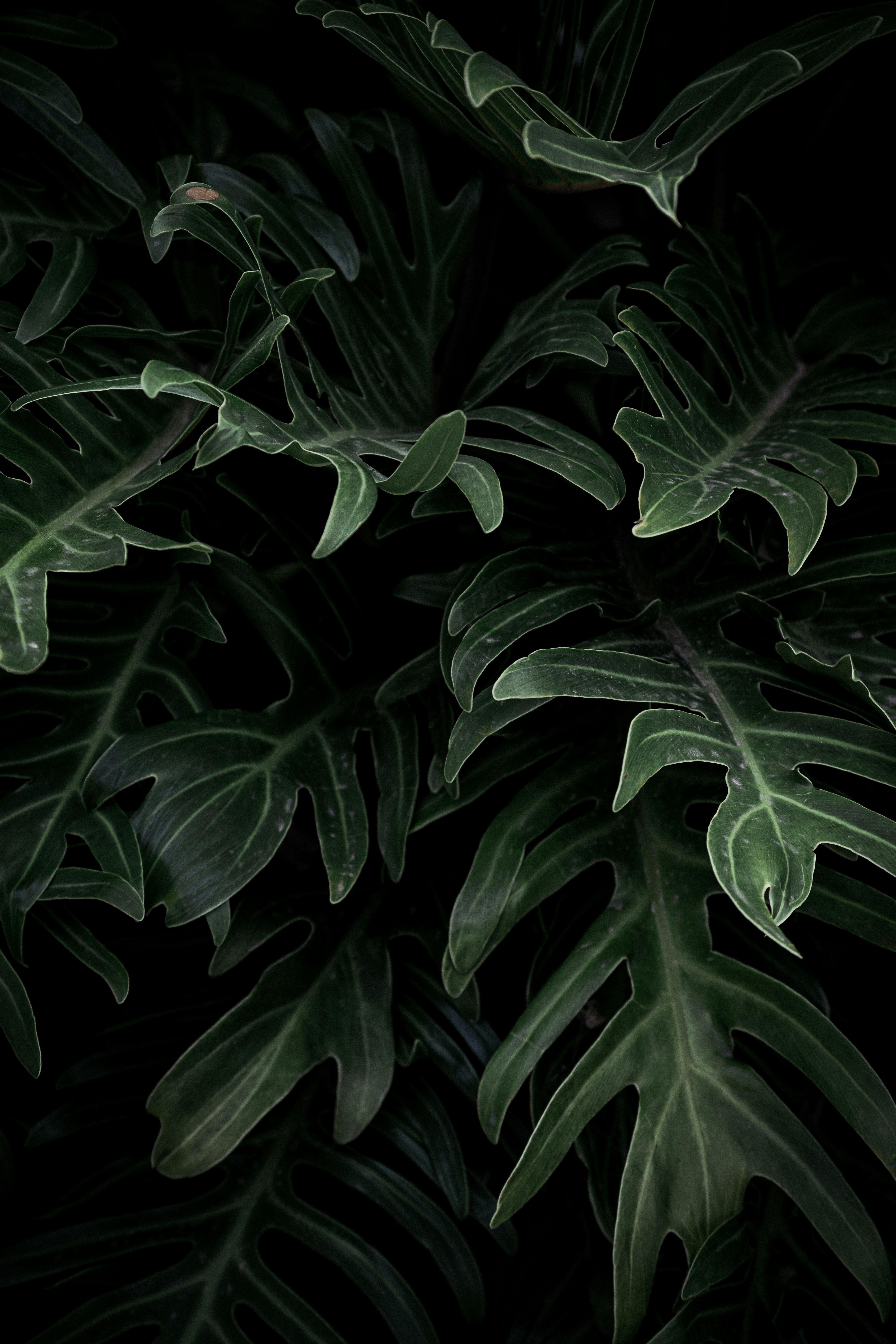 Close Up of Dark Green Tropical Leaves