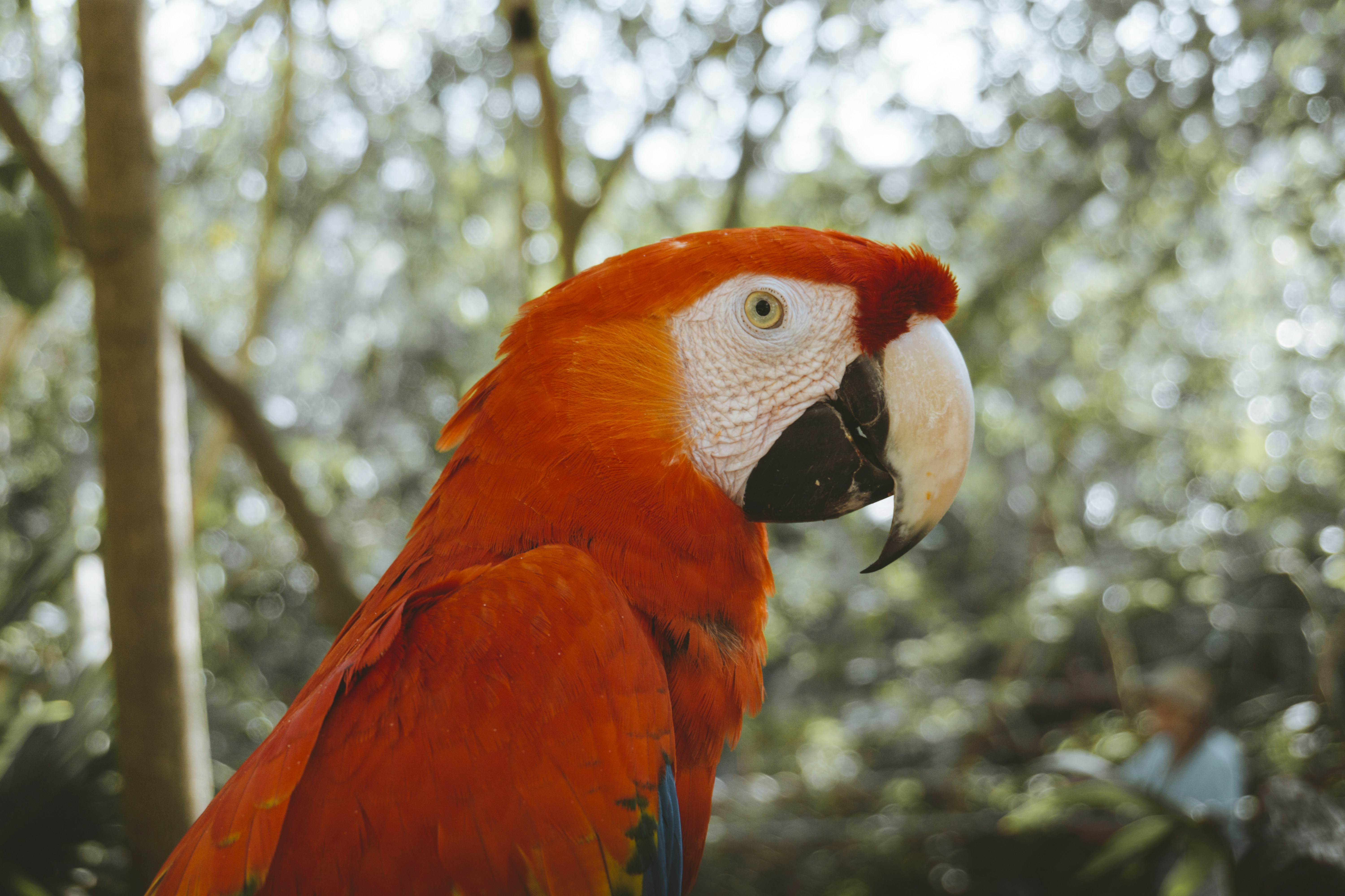 Close-up of Scarlet Macaw