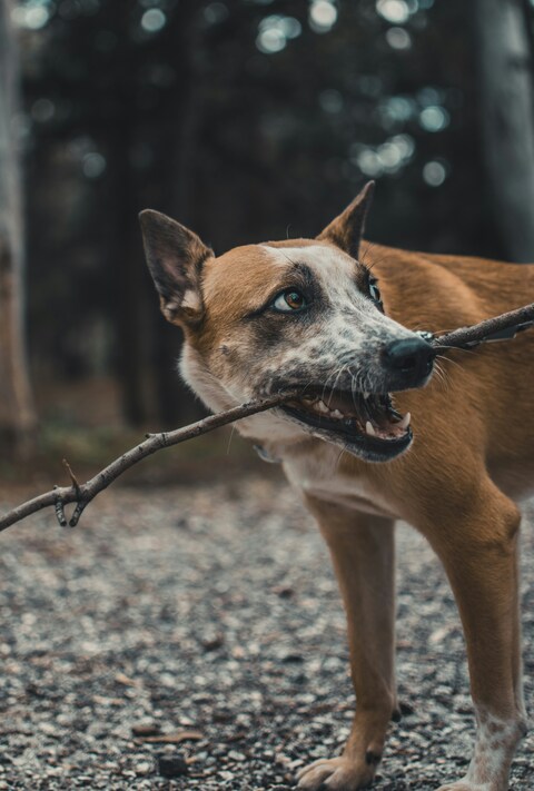 Dog Holding Stick In Forest