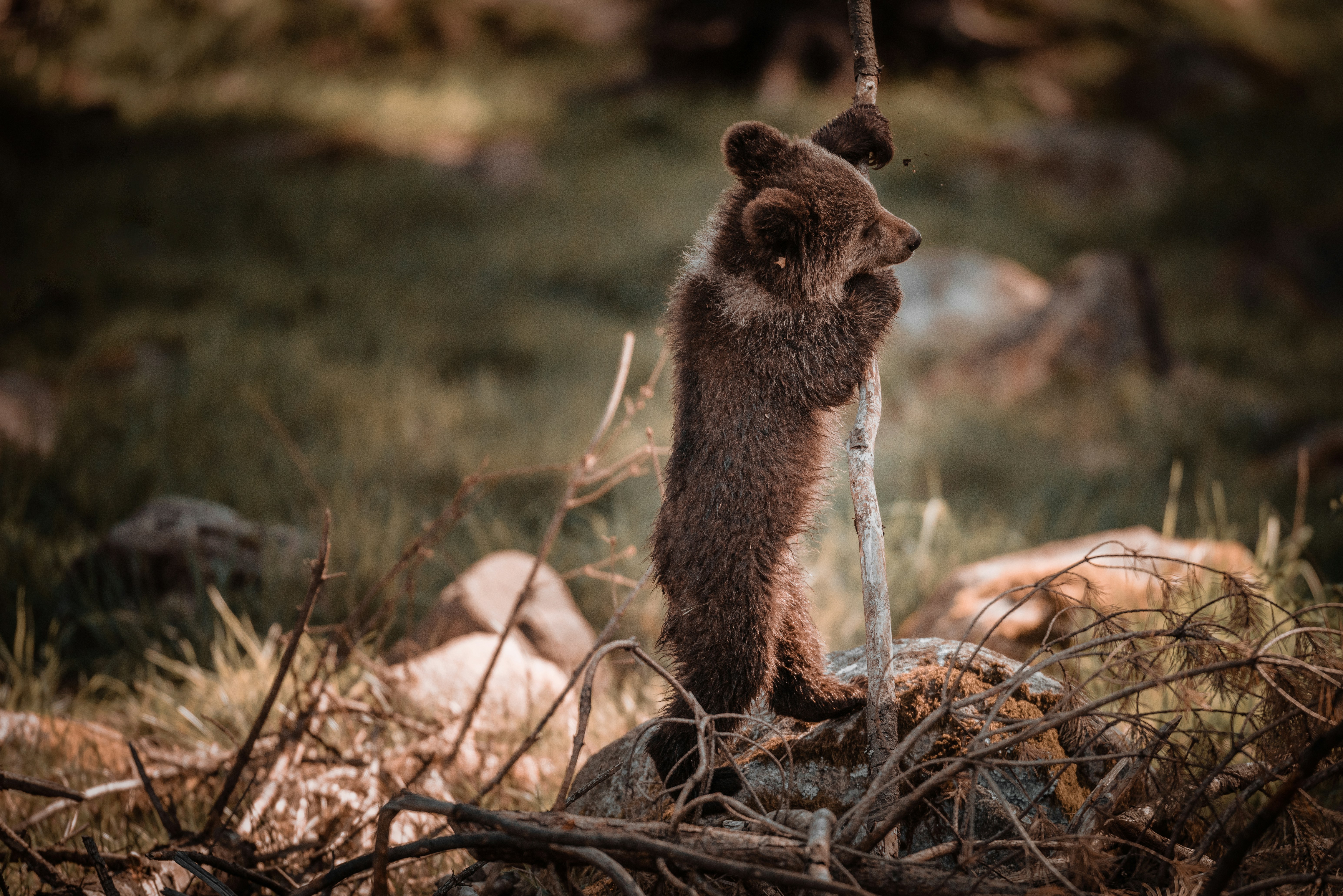 Brown Bear Cub Climbing Tree Trunk
