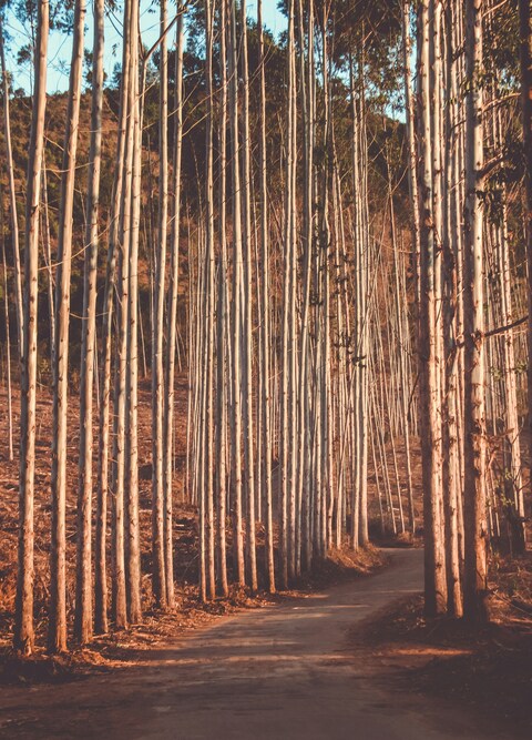 Dirt Path Through Tall Tree Forest