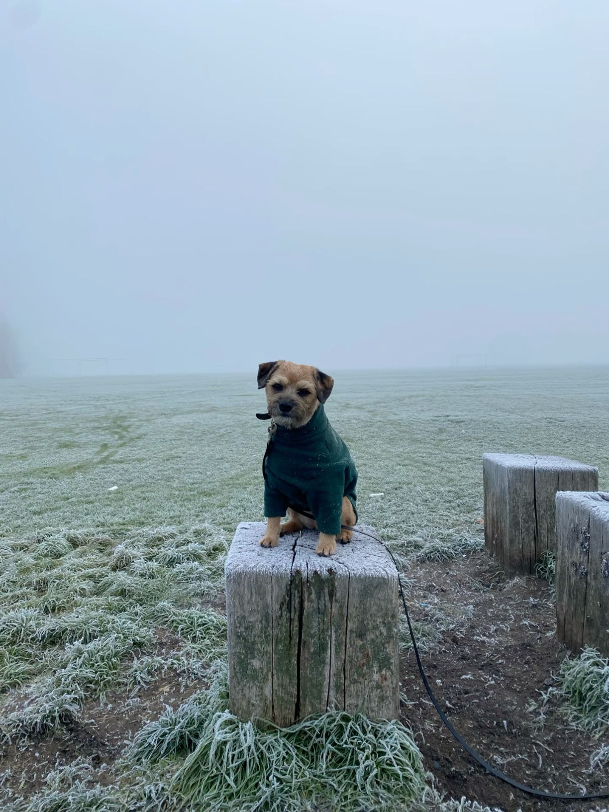 Dog in Sweater on Frosty Wooden Stump