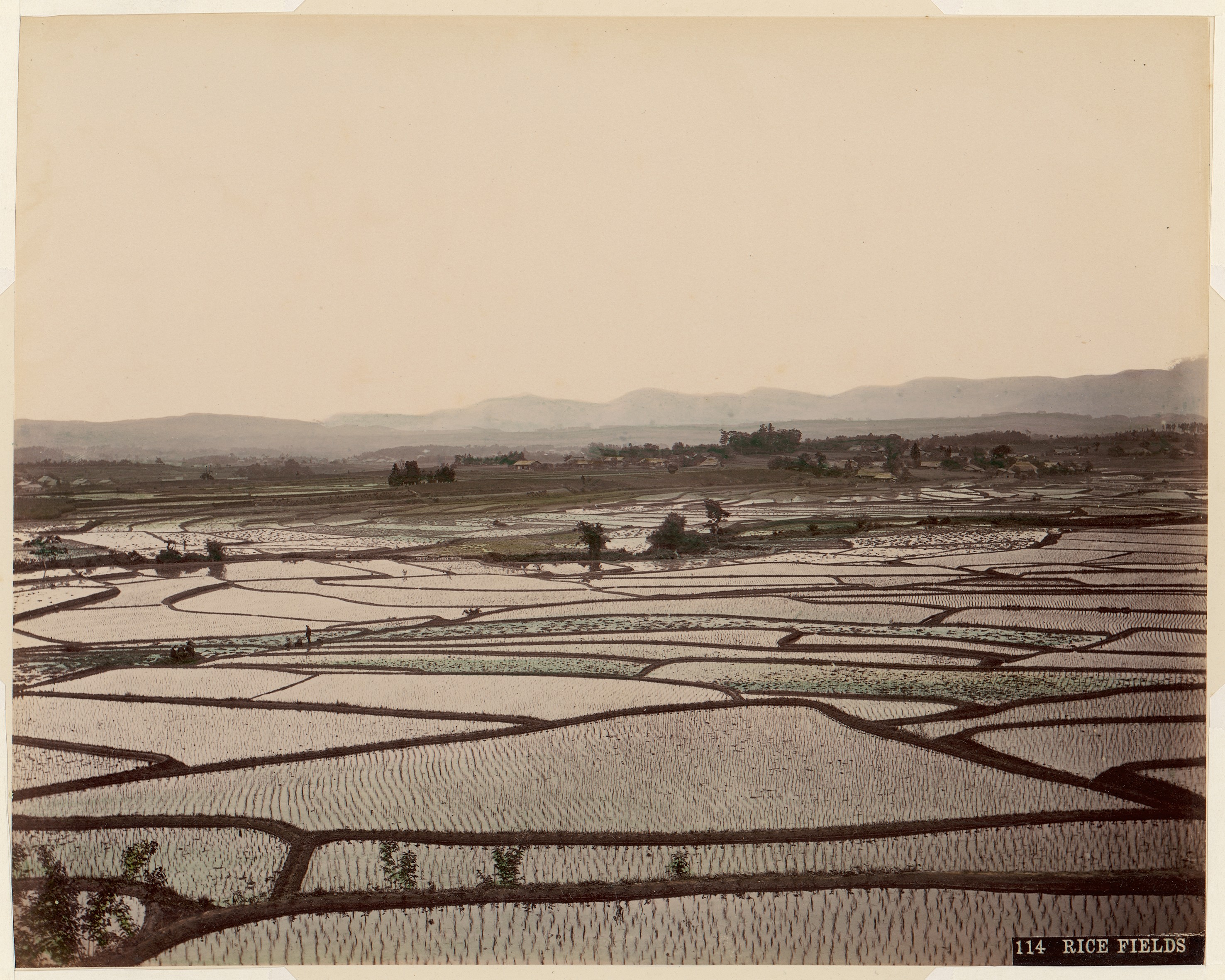 Vast Terraced Rice Fields