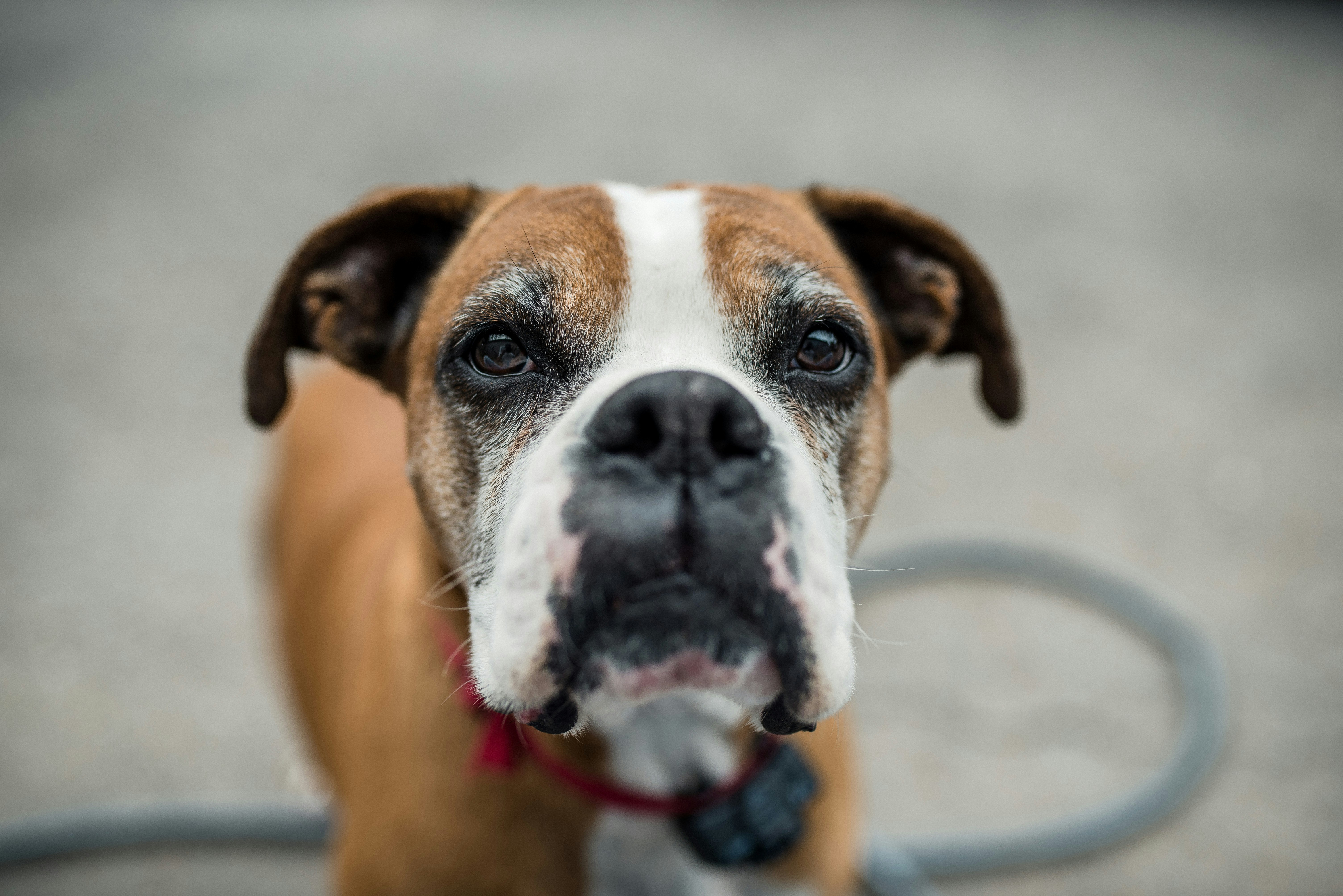 Close-up Portrait of Boxer Dog — Avatars