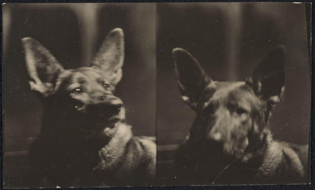 Two German Shepherds Vintage Portraits