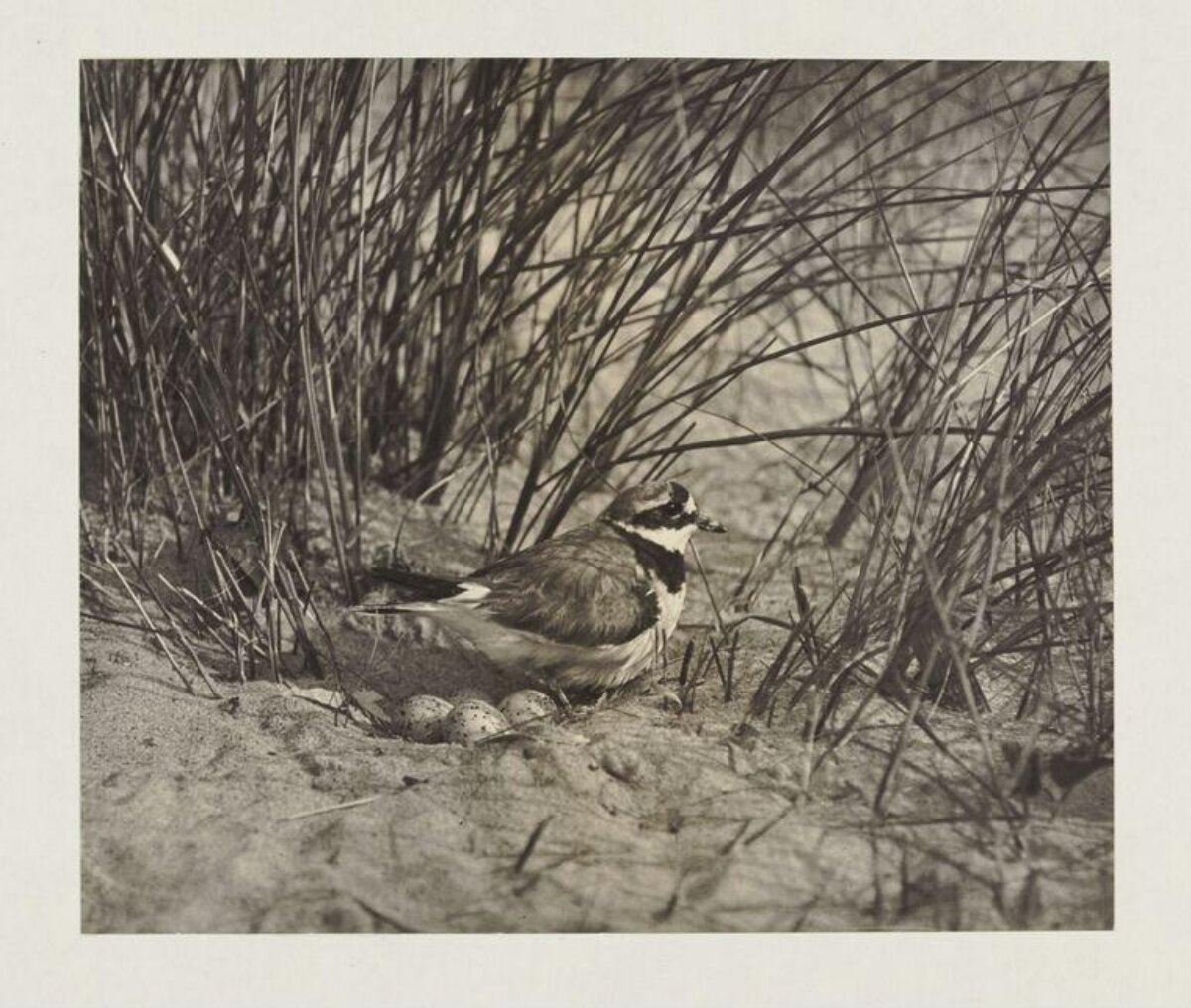 Ringed Plover at Nest With Eggs