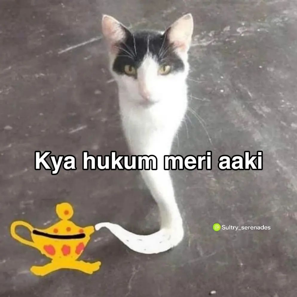 Edited Genie Cat Hindi Pun Meme