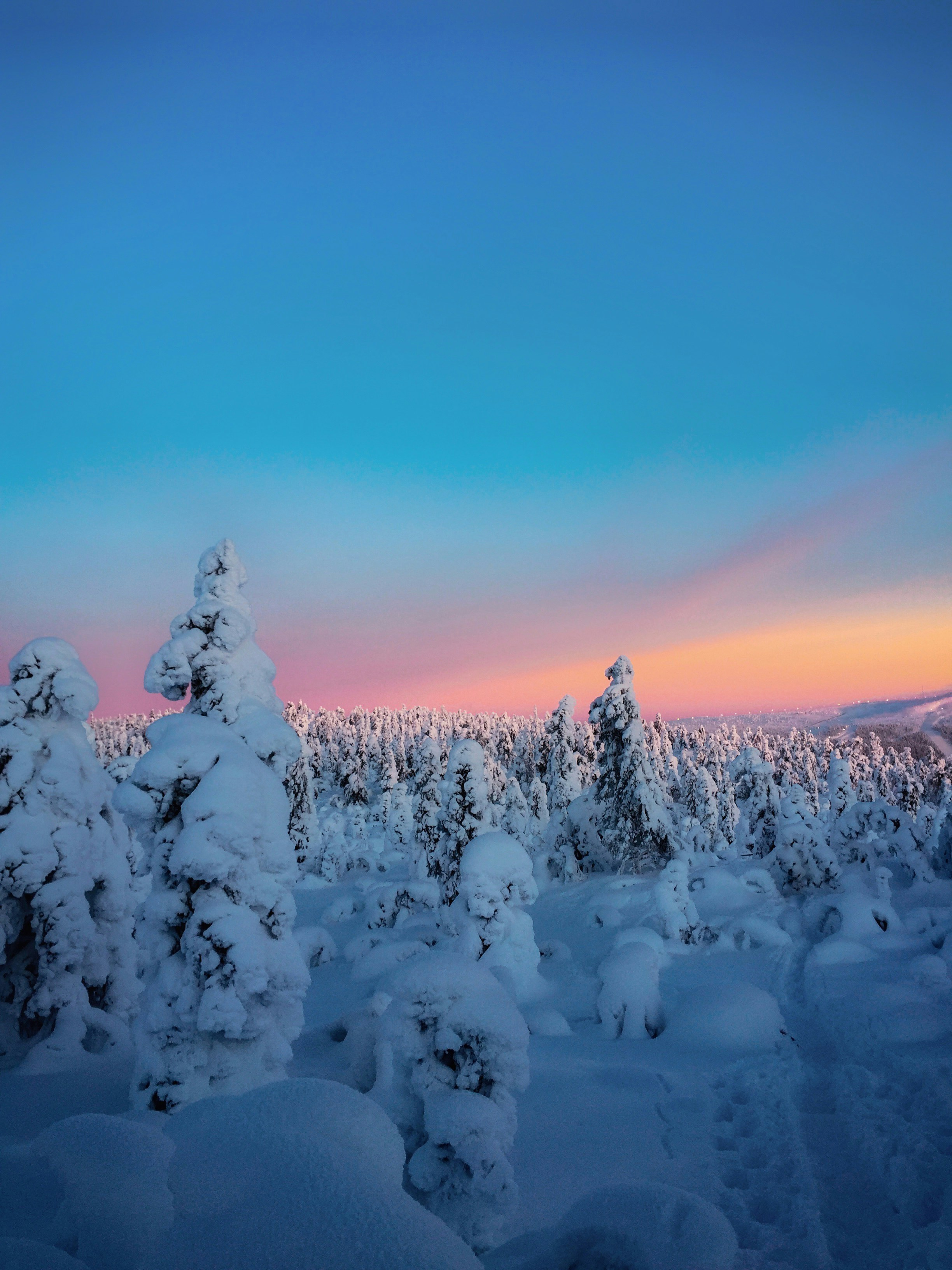 Snowy Forest at Twilight