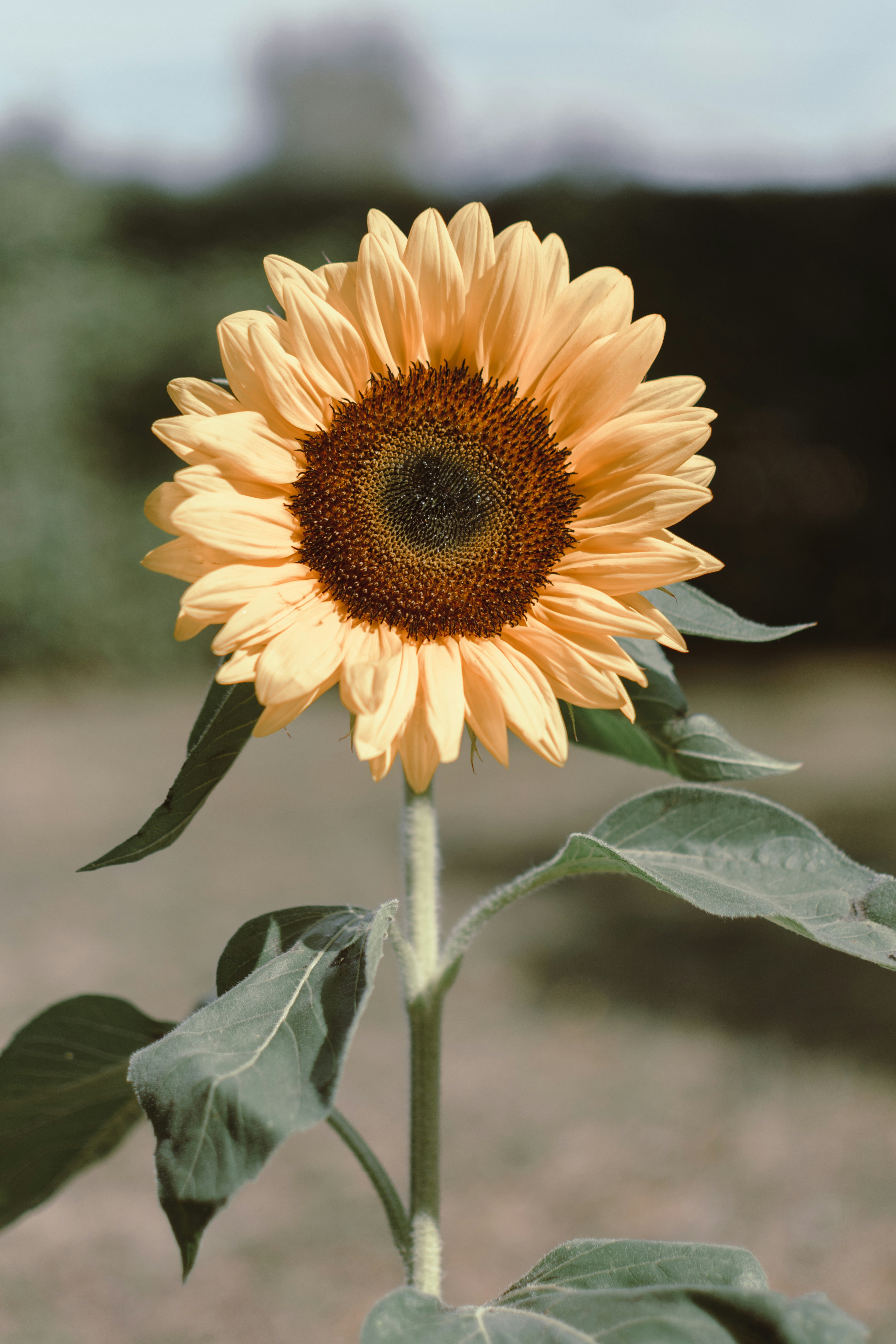 Pale Yellow Sunflower Close Up