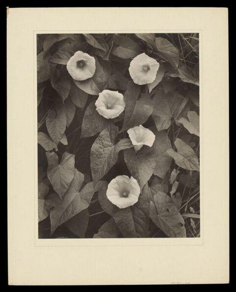 Black and White Morning Glory Close-up