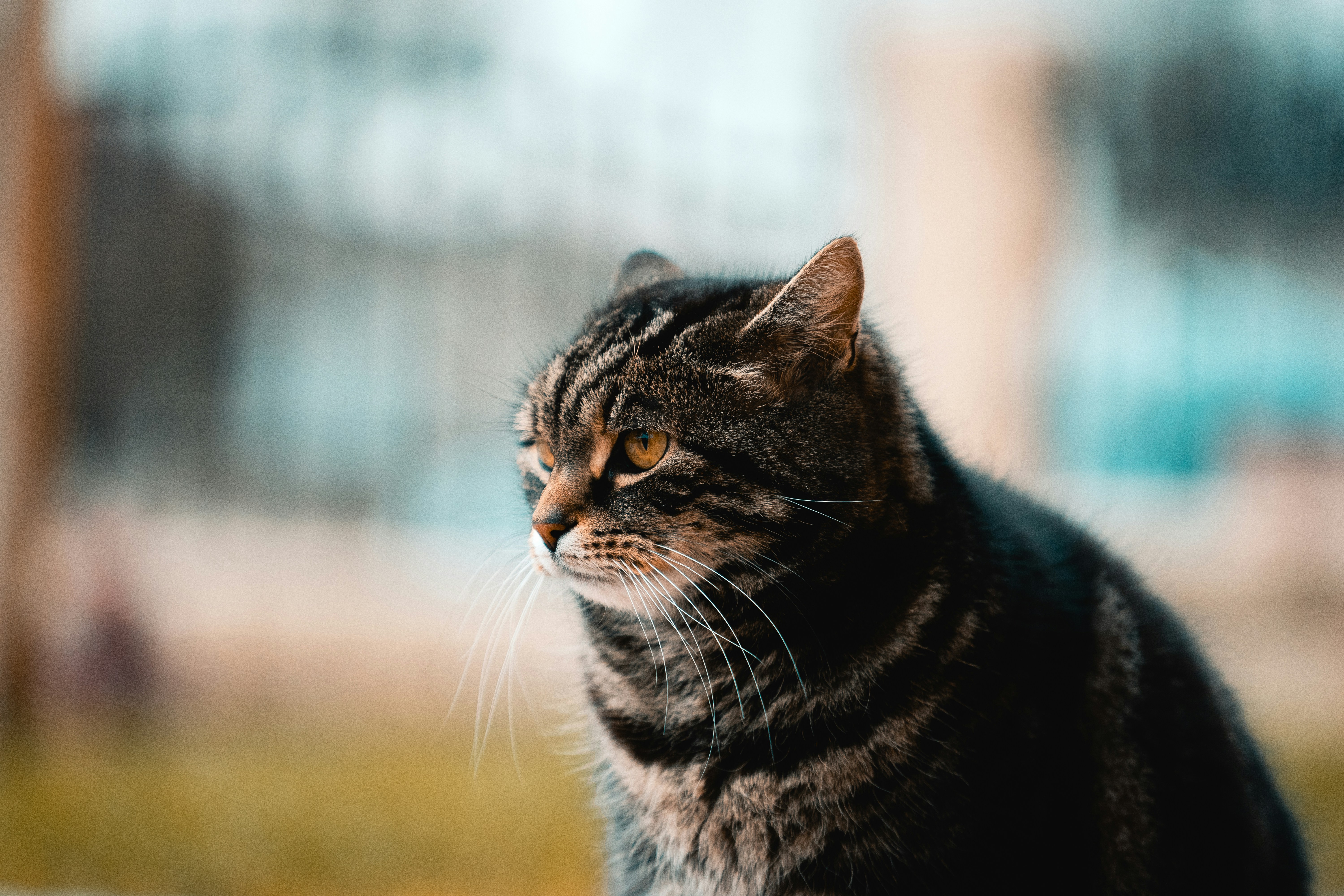 Side Profile of a Tabby Cat