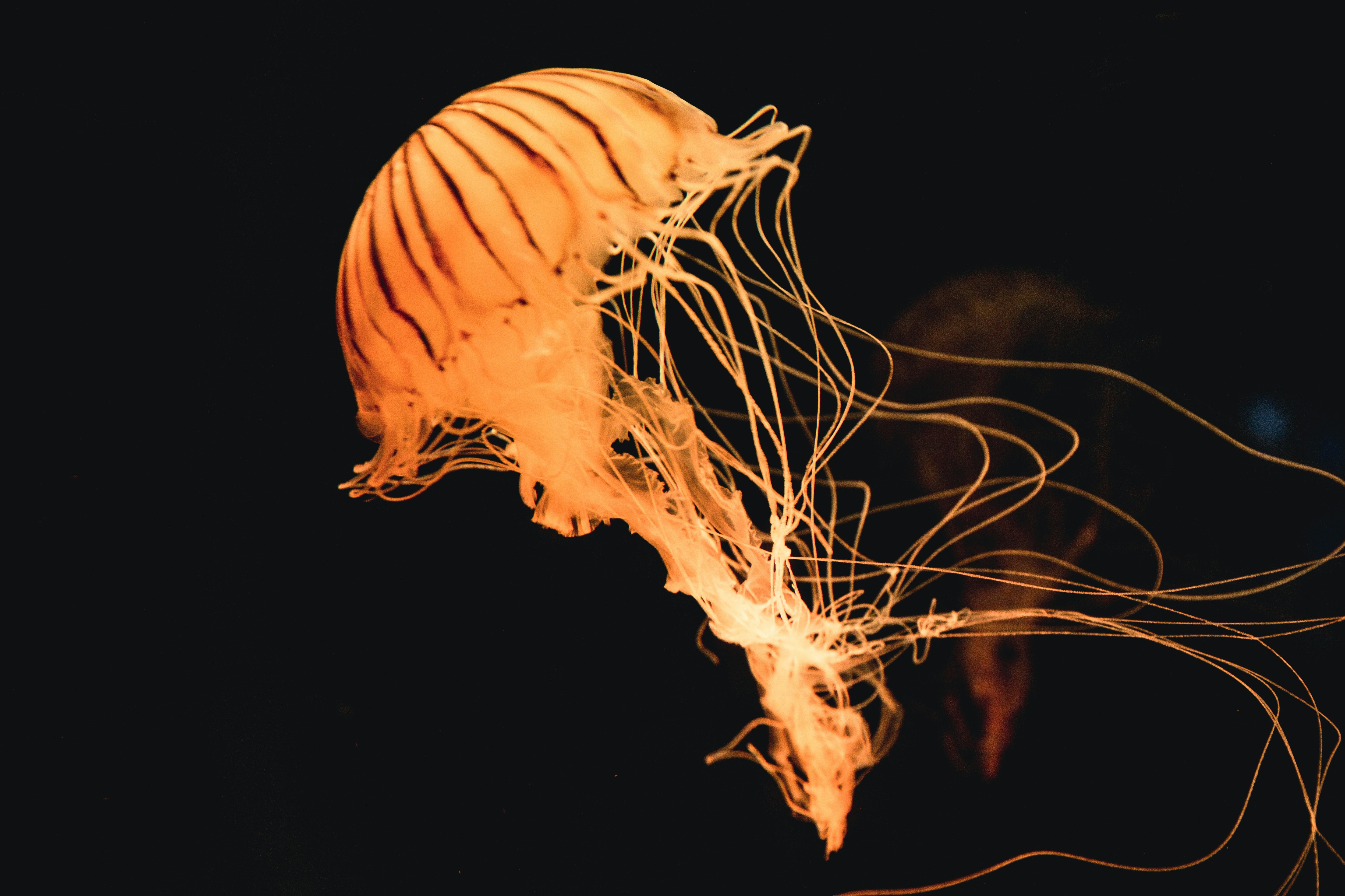 Orange Striped Jellyfish