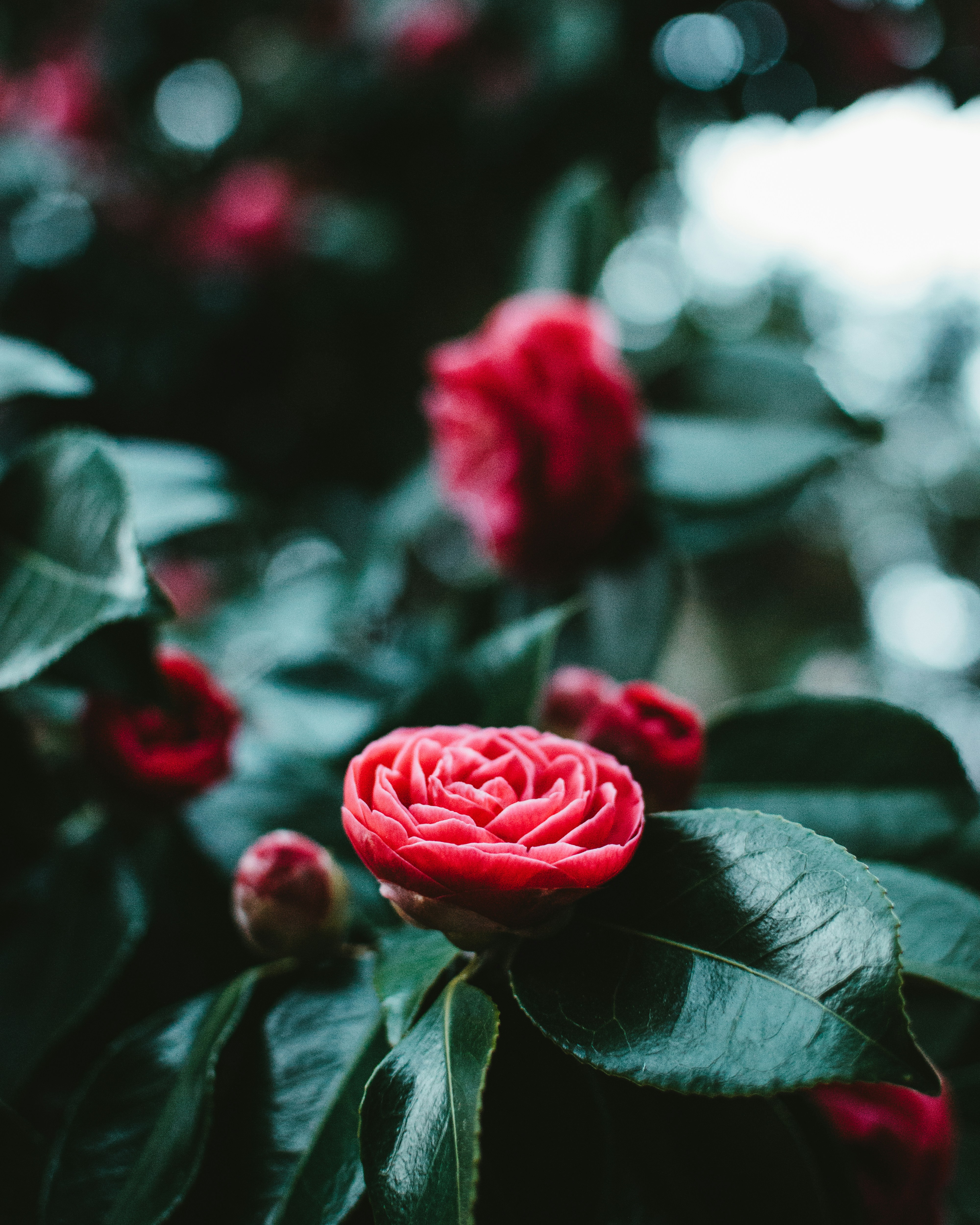 Red Camellias in Bloom