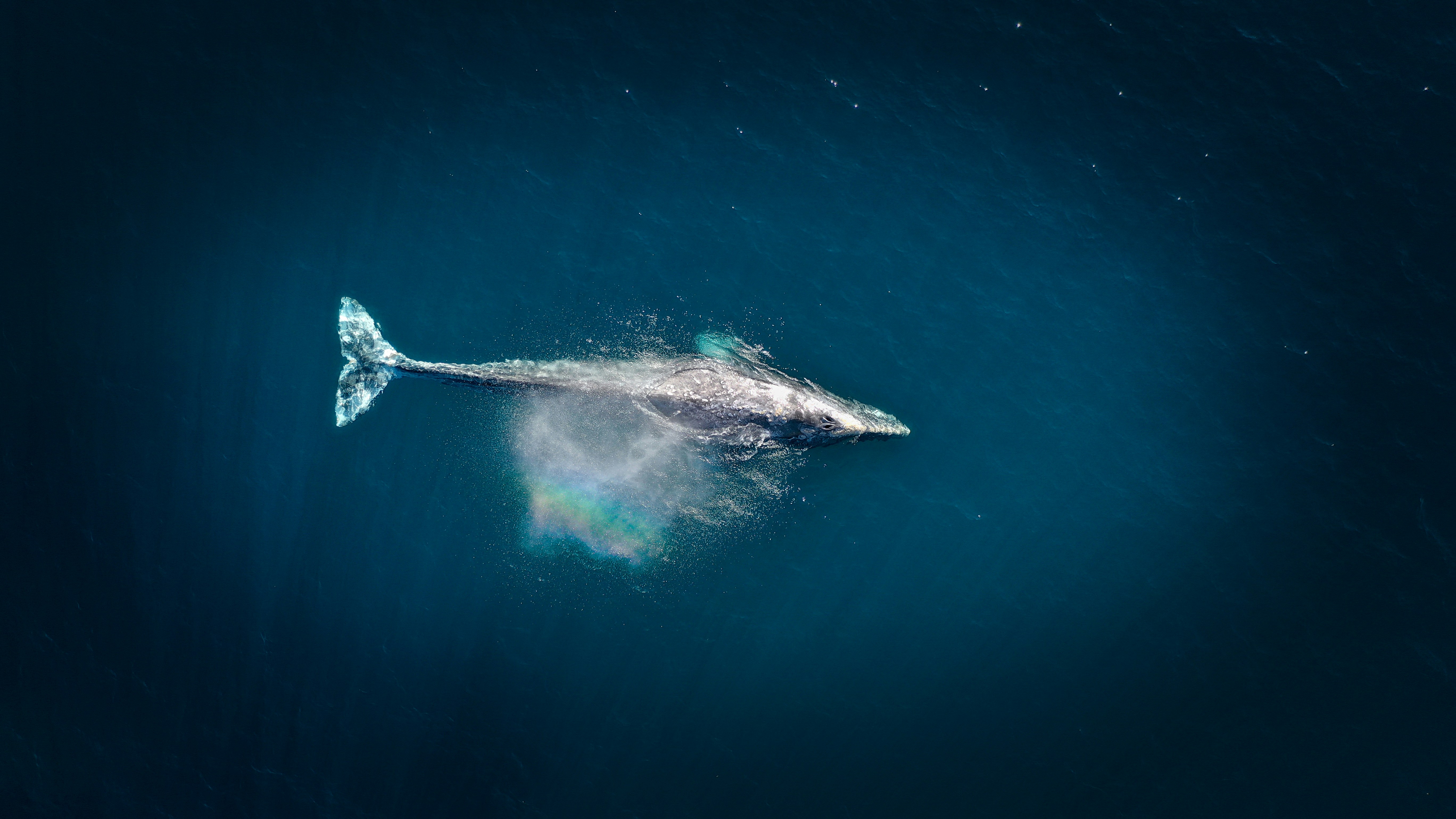 Blue Whale Surfacing In Deep Ocean