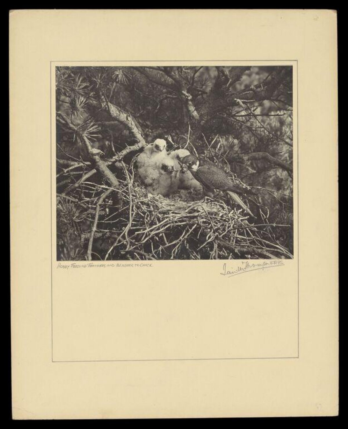 Hobby Falcon Feeding Chicks in Nest