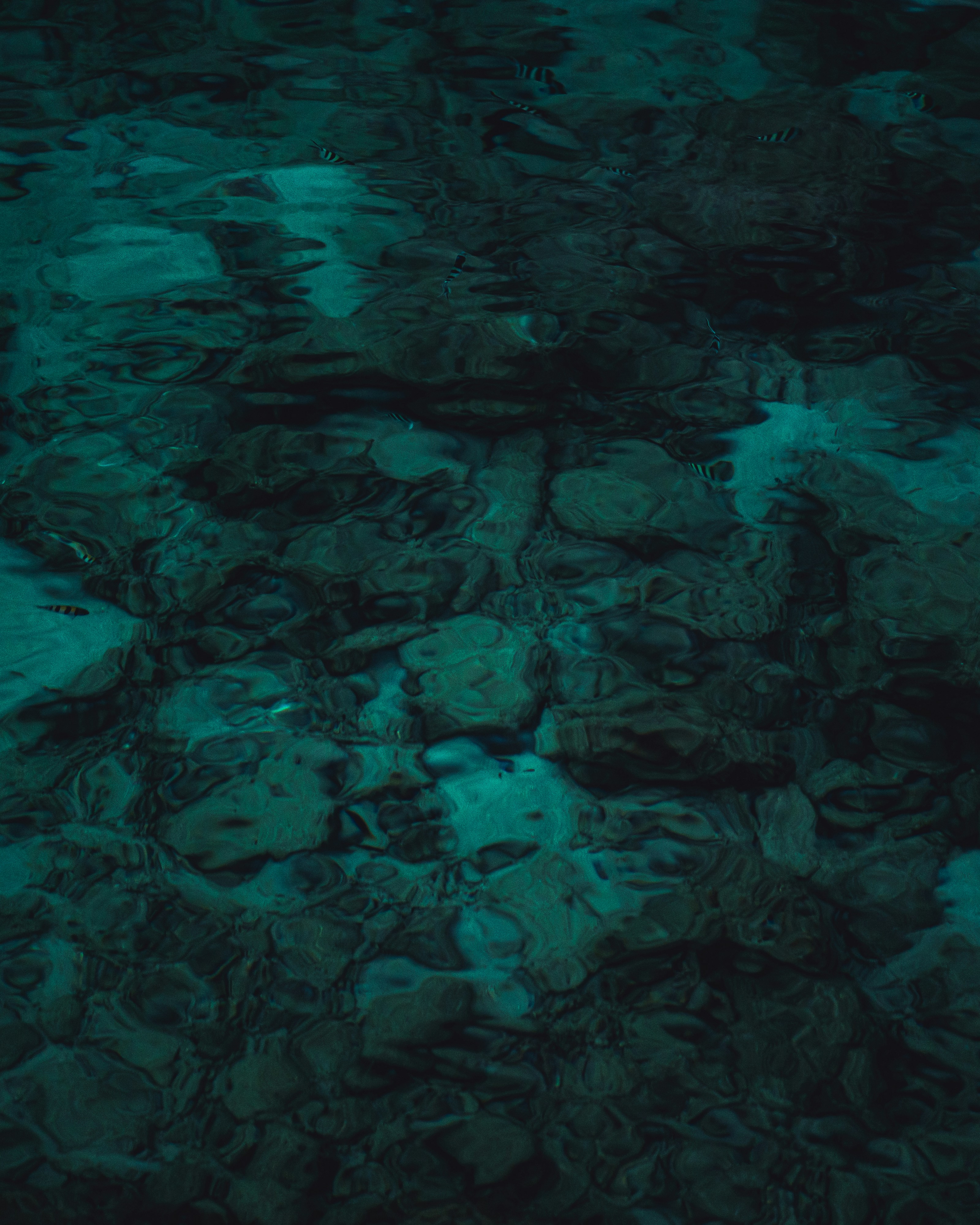 Shallow Clear Water With Small Fish