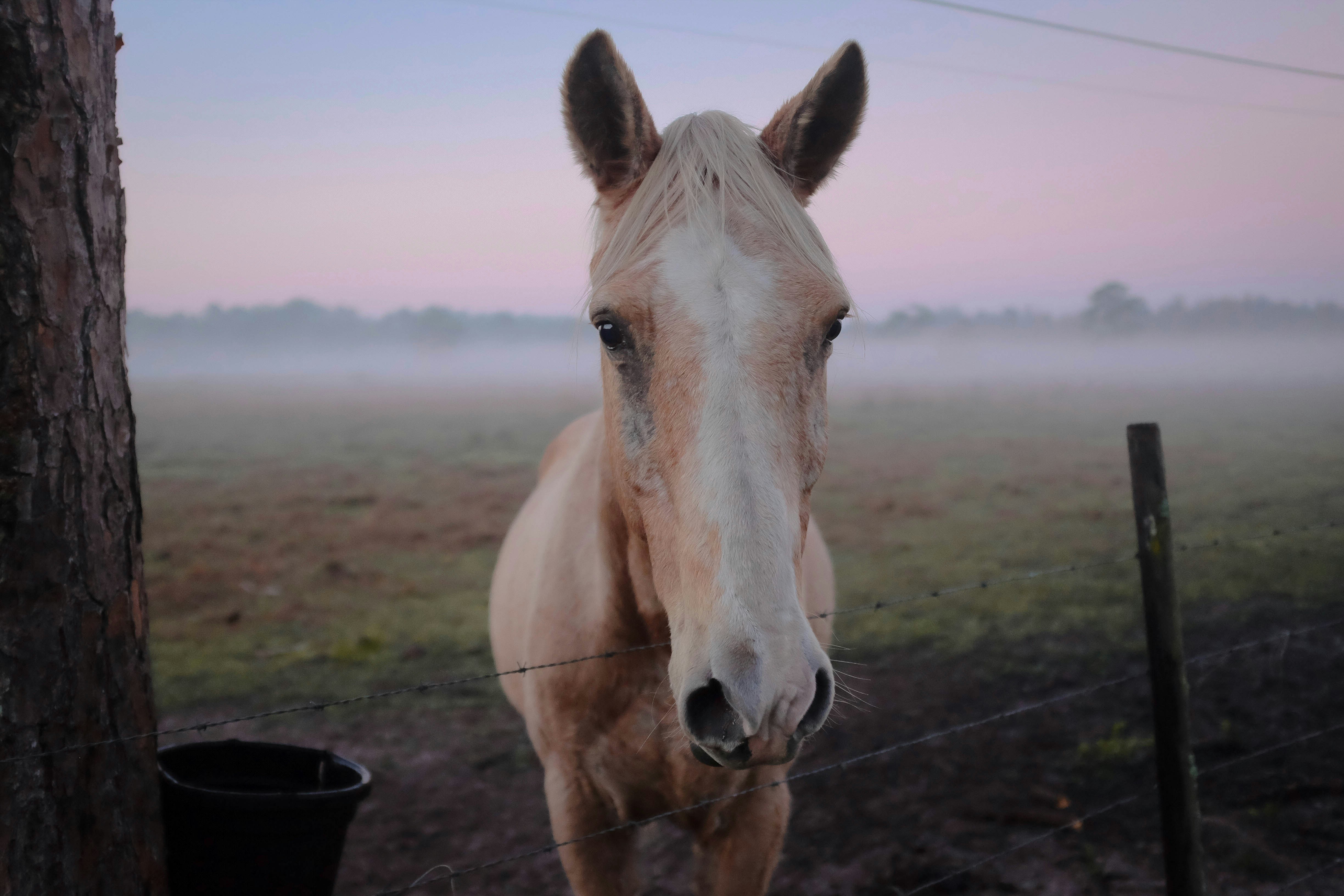 Horse in Foggy Pasture at Dawn