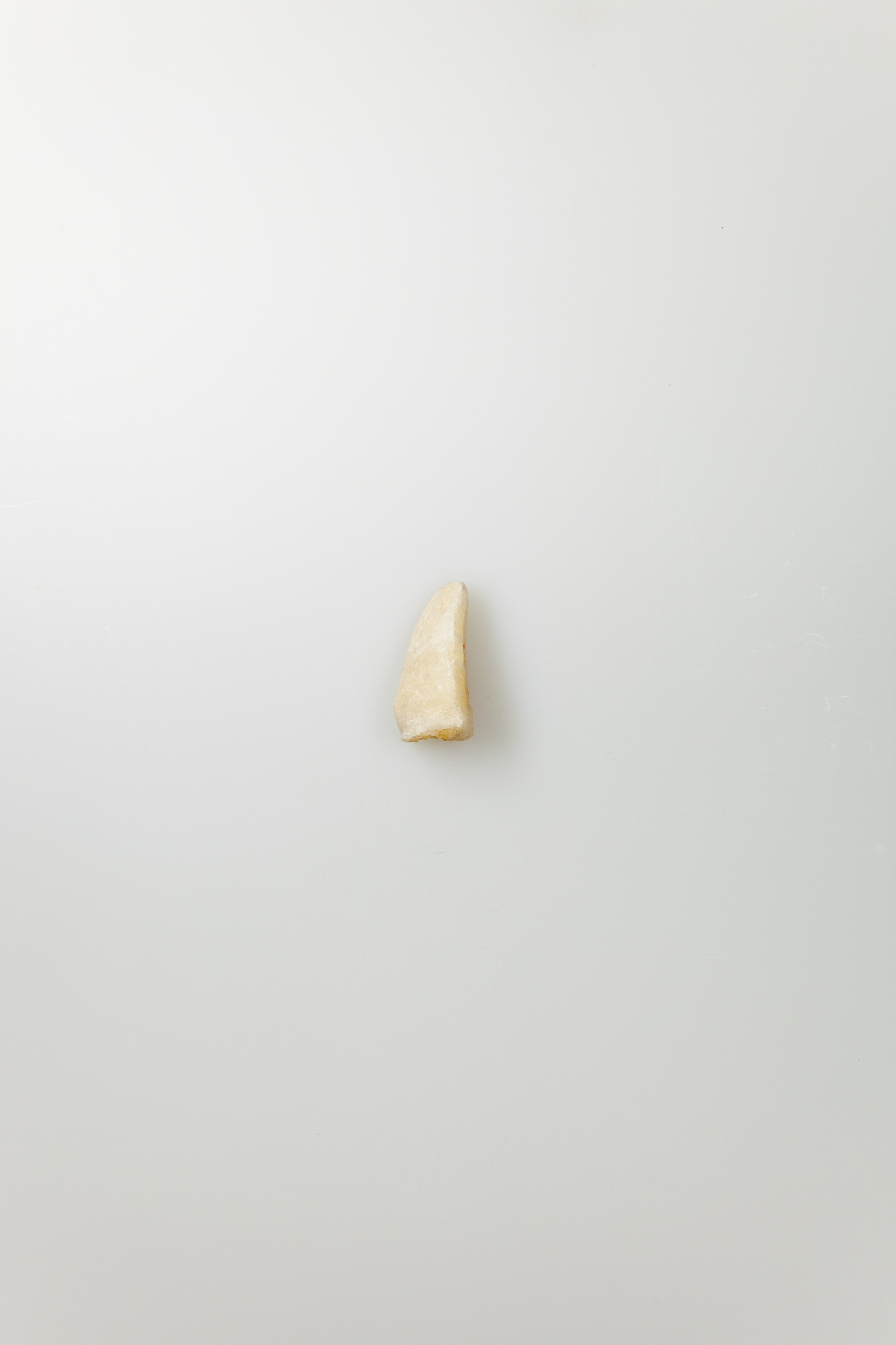 Small Isolated Tooth on Plain White Background