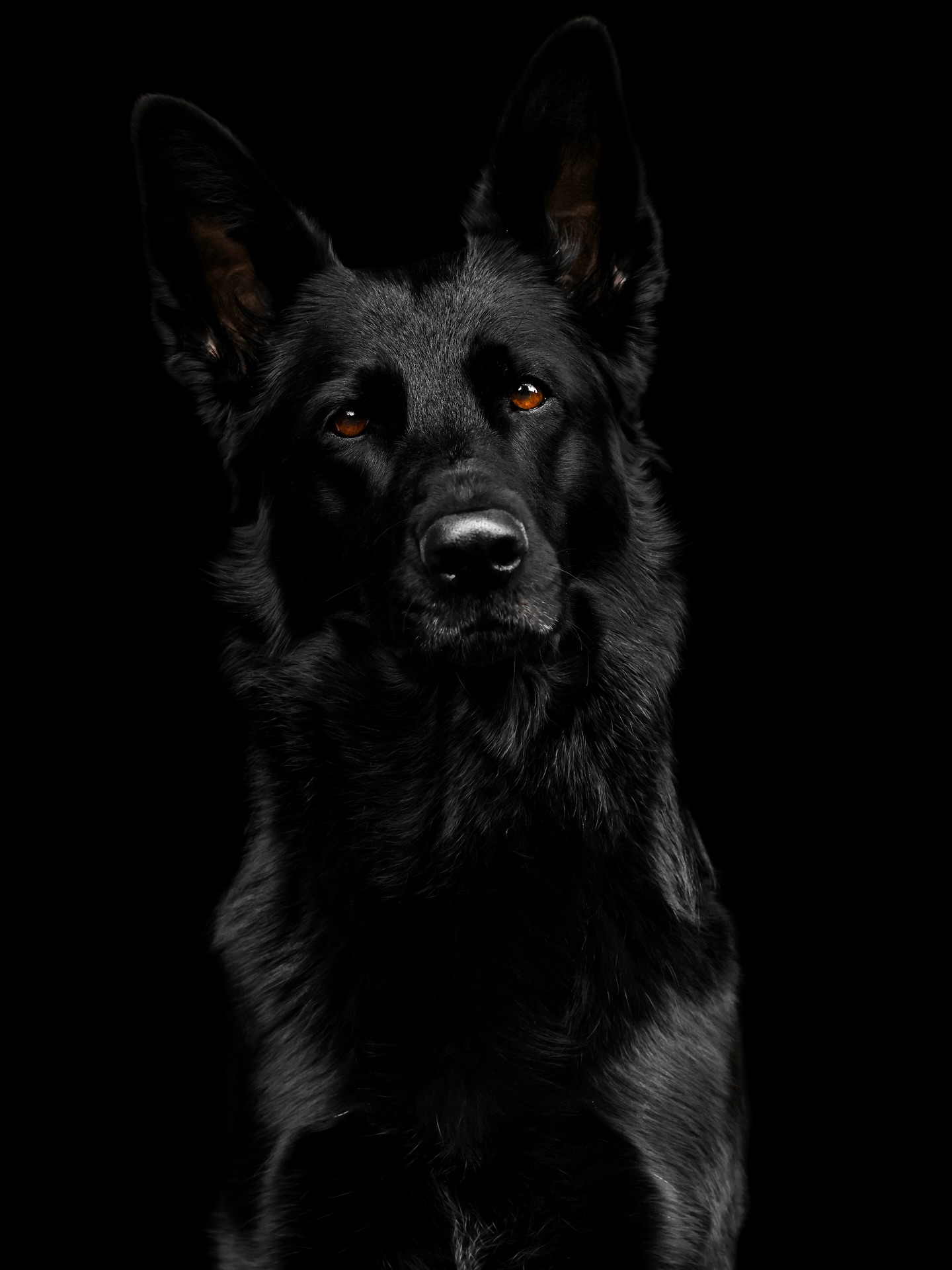 Portrait of Black German Shepherd