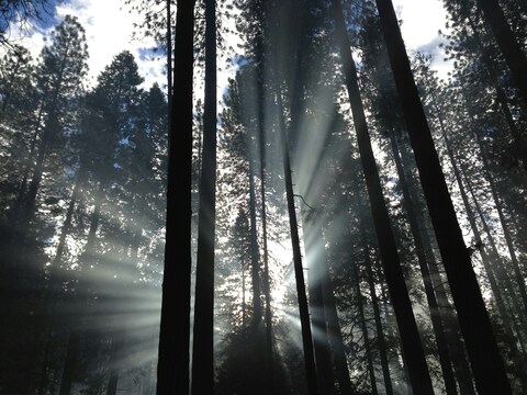 Sunbeams Through Tall Pine Forest