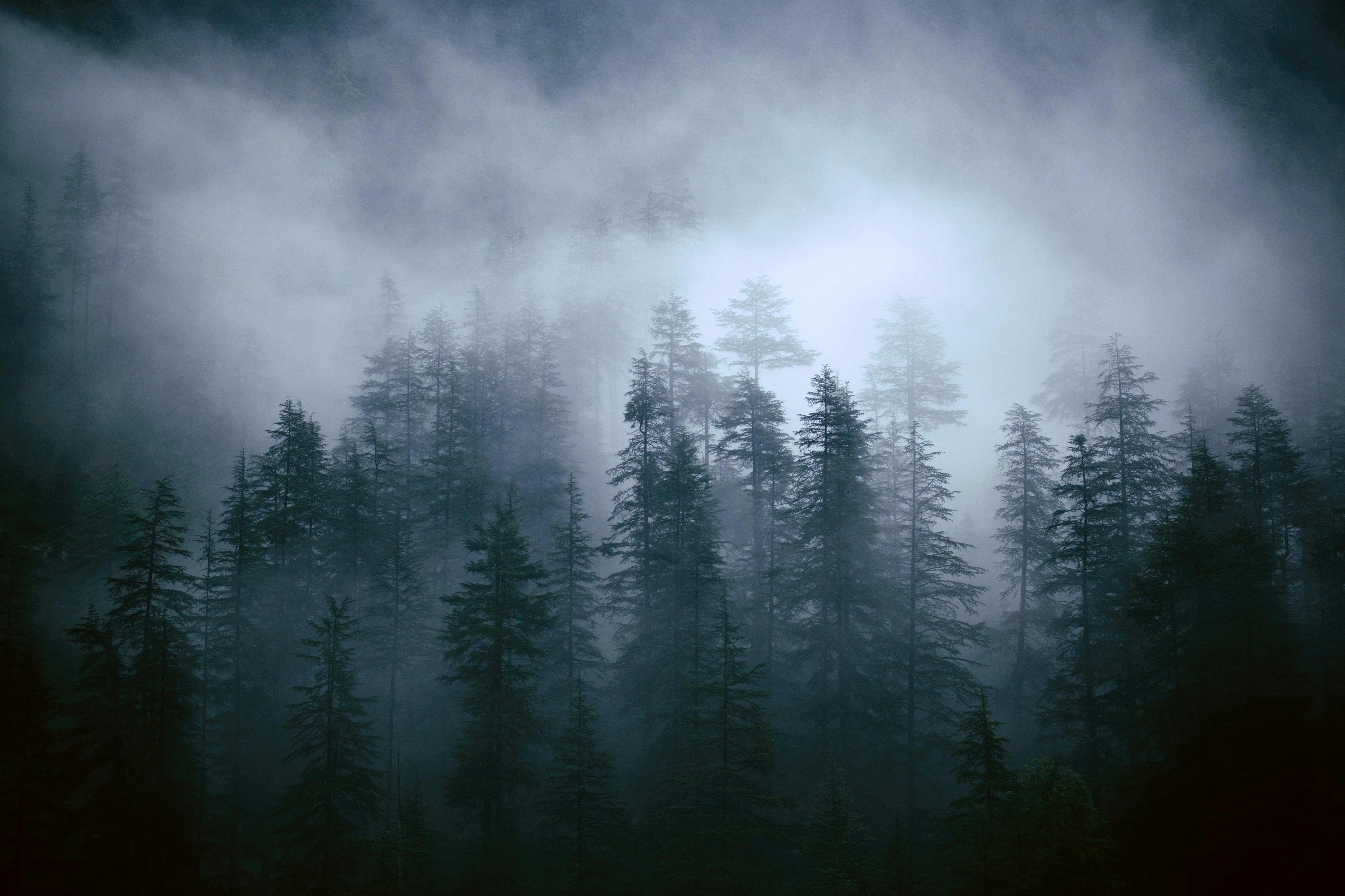 Misty Coniferous Forest — Background Images
