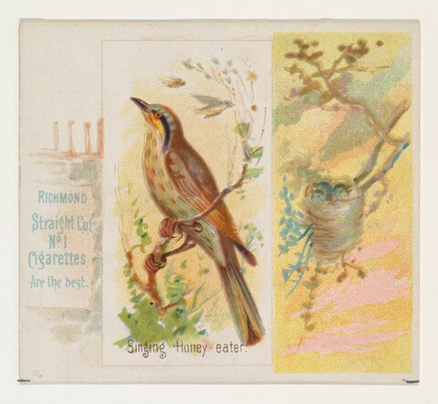 Vintage Singing Honey-eater Cigarette Card