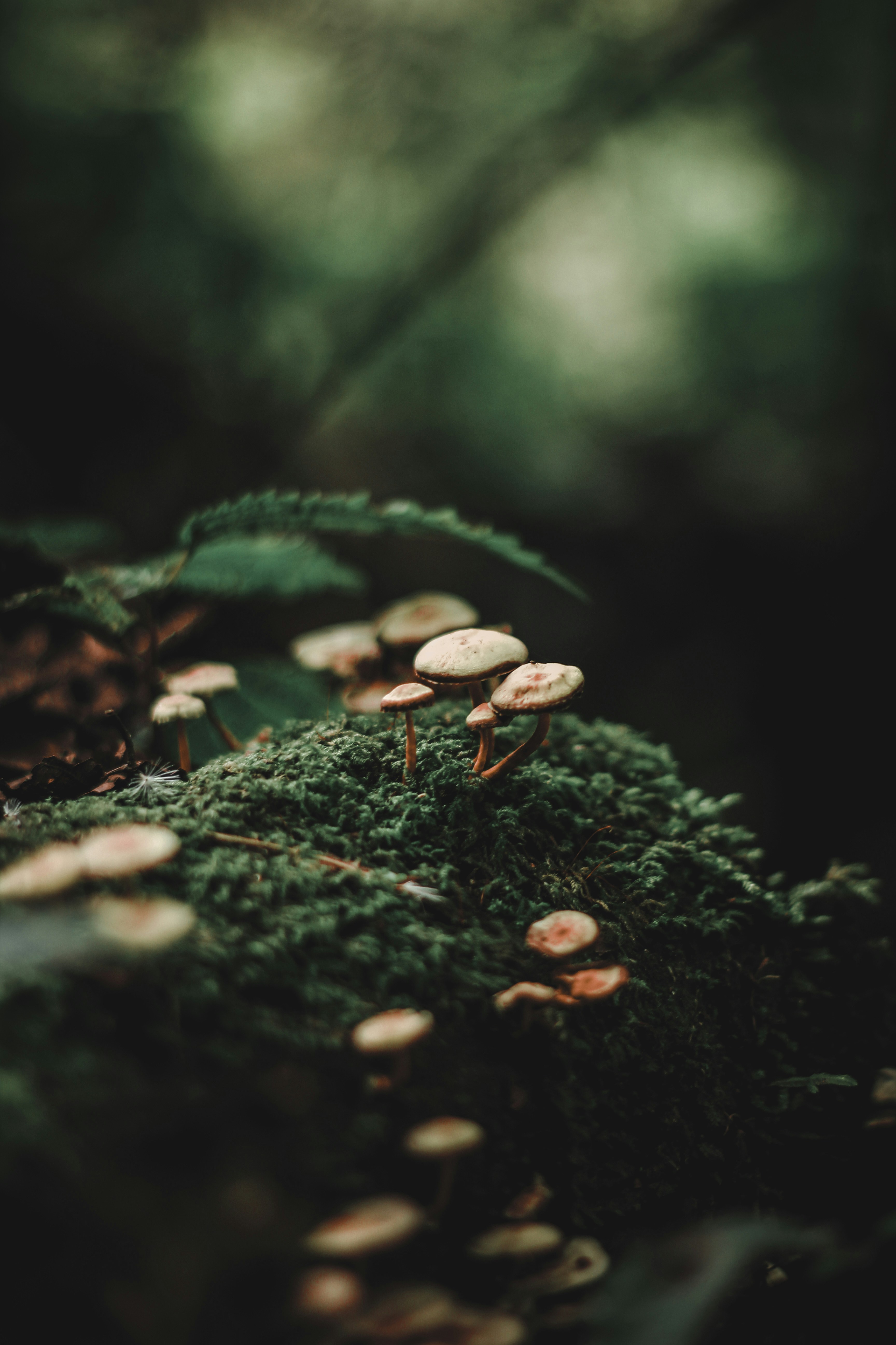 Wild Mushrooms on Forest Moss