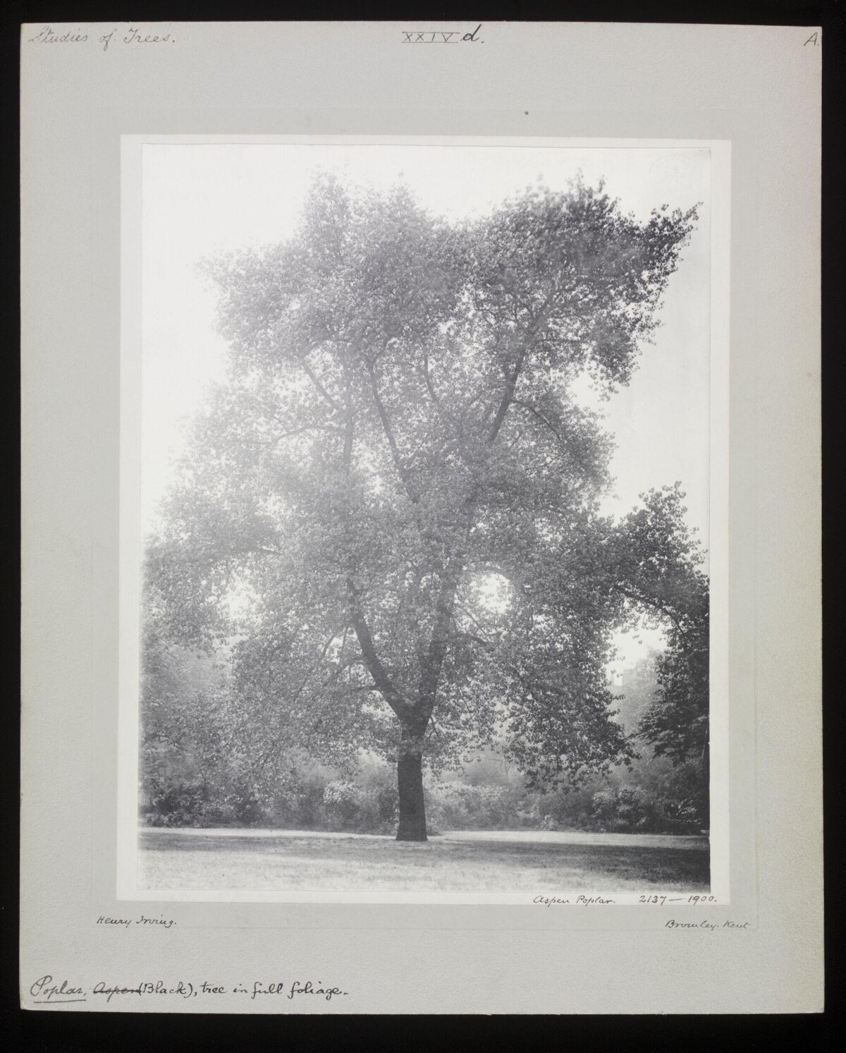 1900 Black Poplar Tree Study