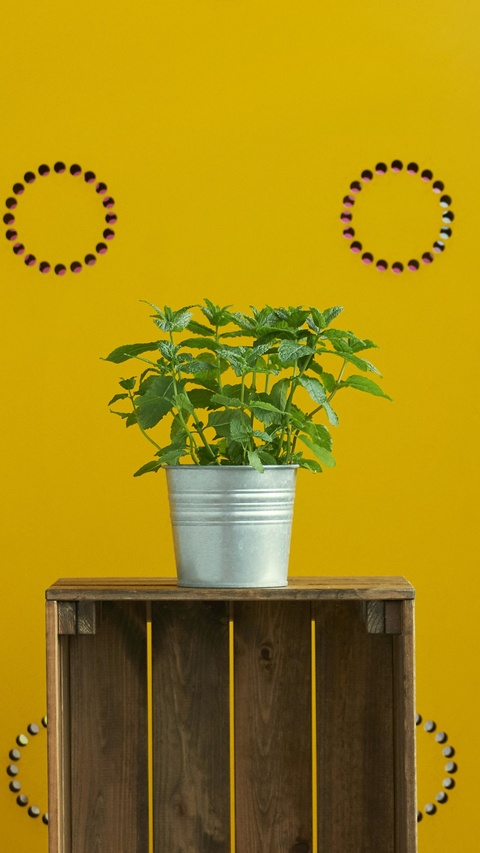 Potted Mint Plant On Yellow Background