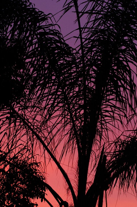 Palm Silhouette Against Sunset Sky