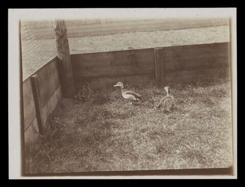 Two Ducks in Wooden Enclosure