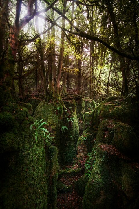 Sunlit Mossy Forest Gorge