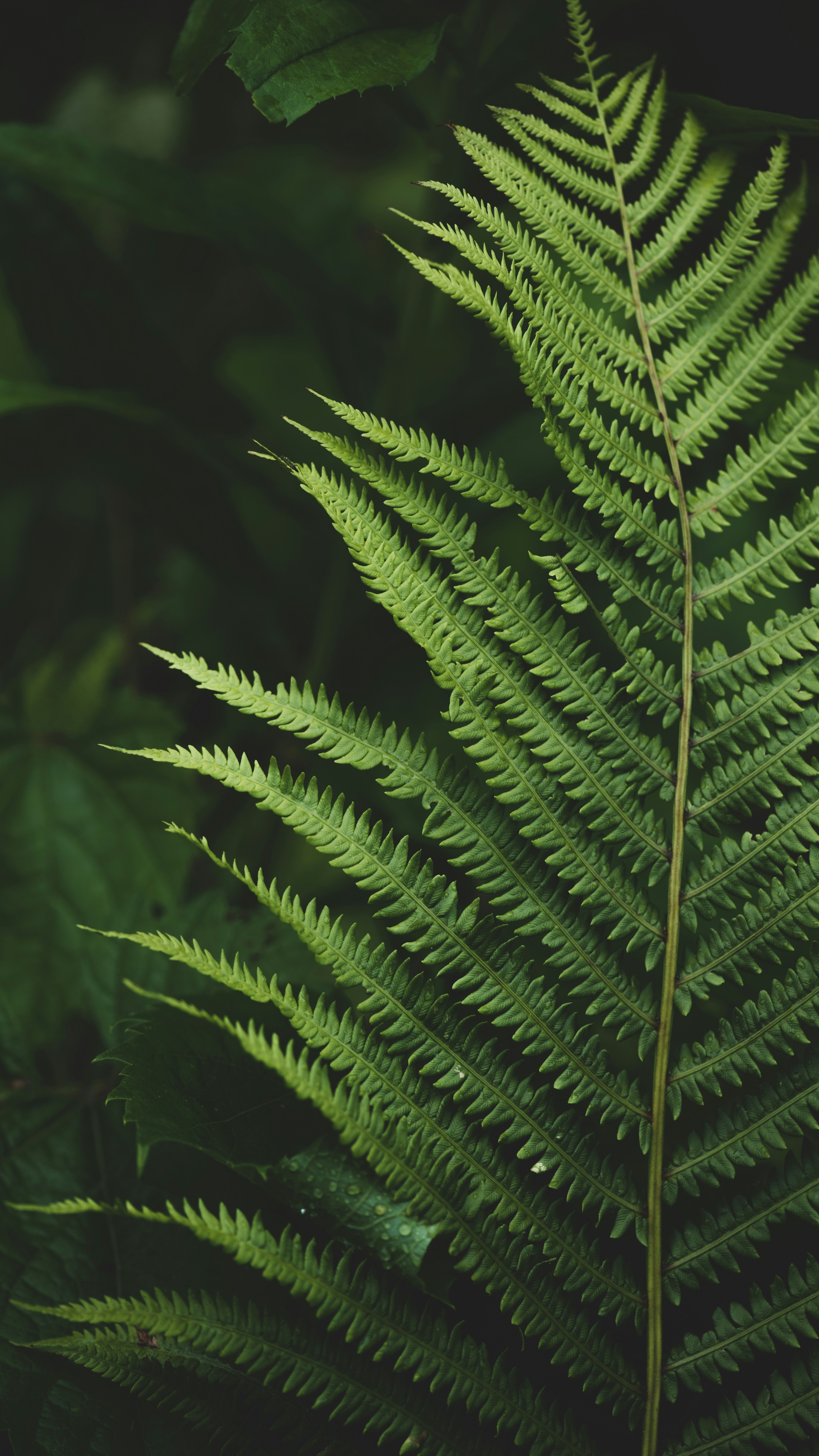 Wallpapers