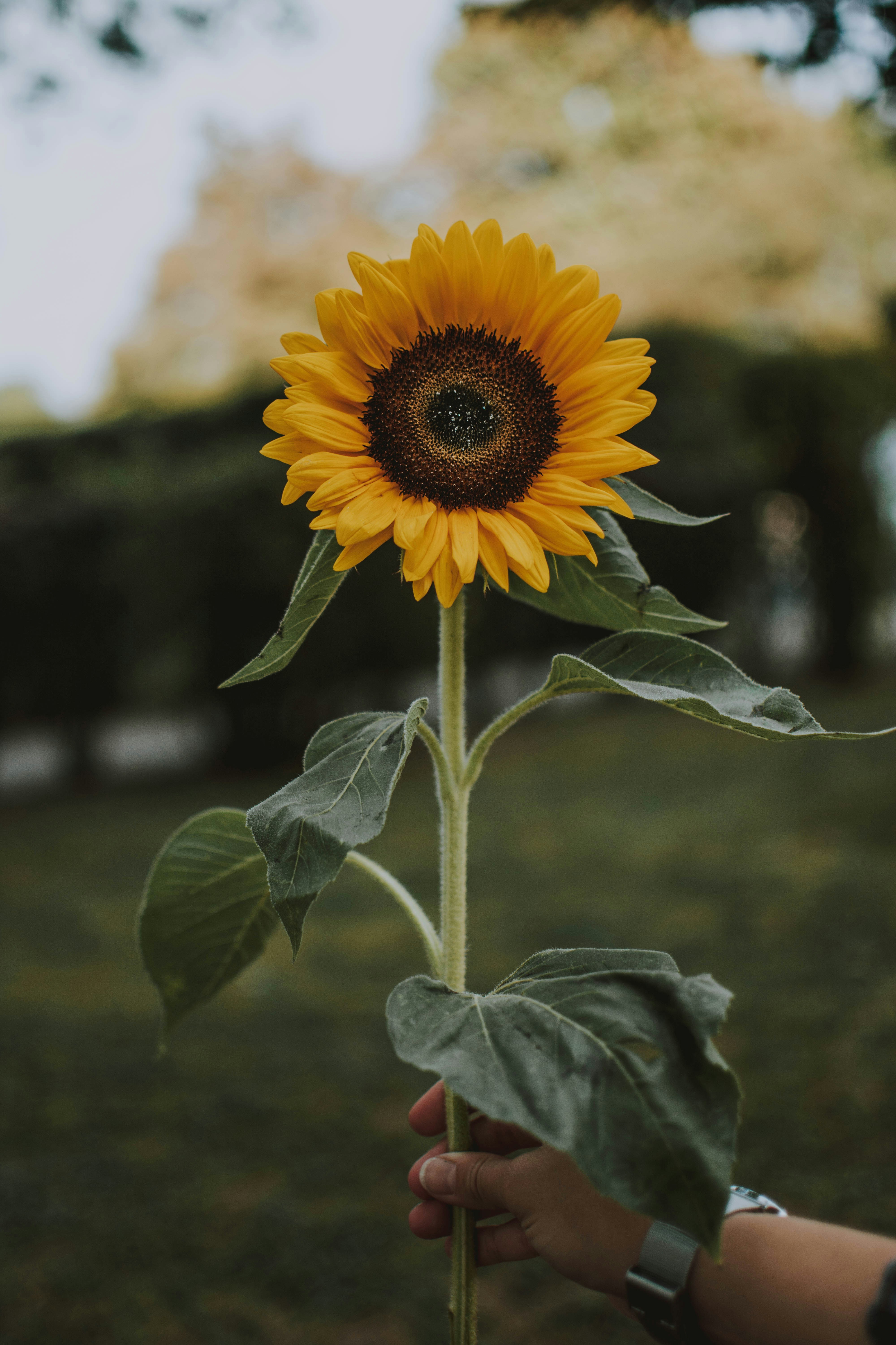 Hand Holding a Sunflower