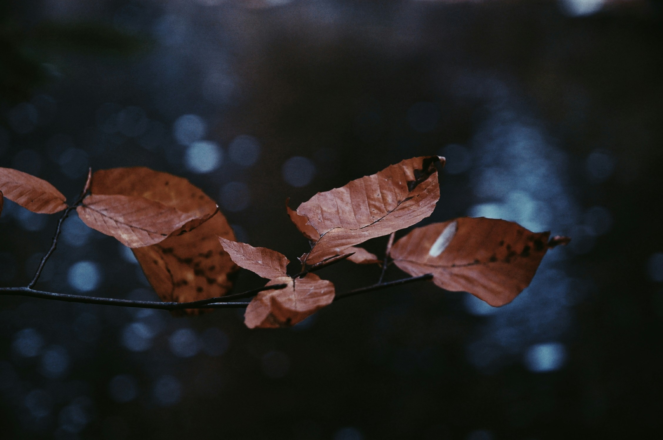 Dried Autumn Leaves Over Water