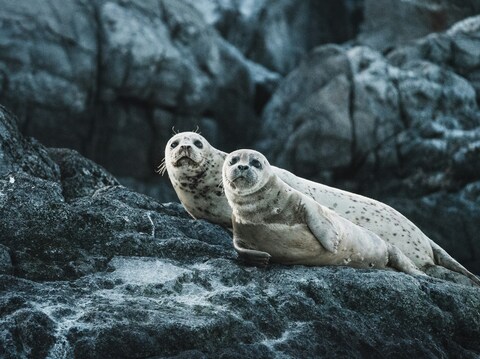 Two Seals Resting on Rocky Shore