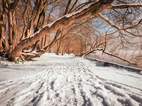 Snow-covered Lakeside Tree Path
