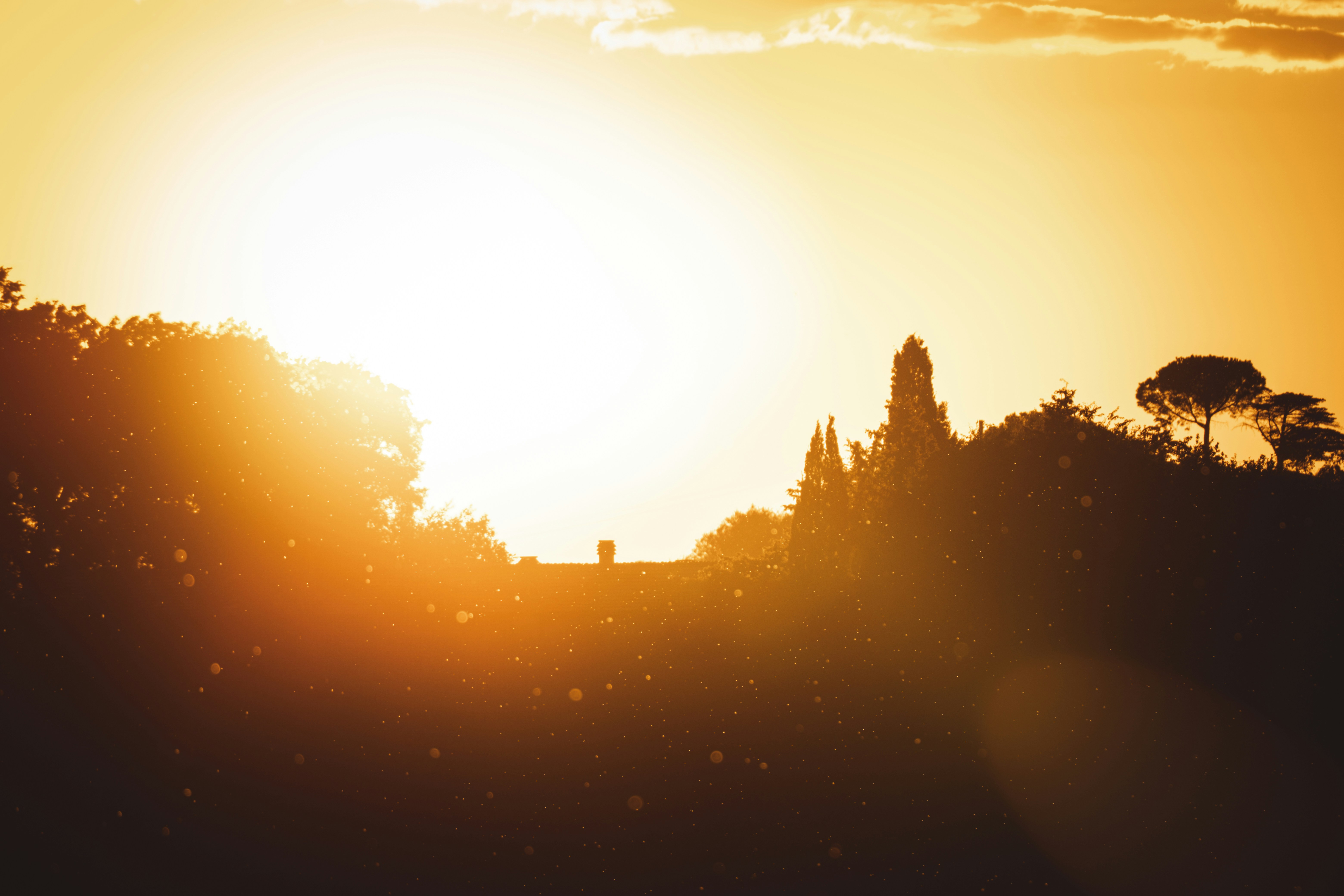 Warm Sunset Over Treeline