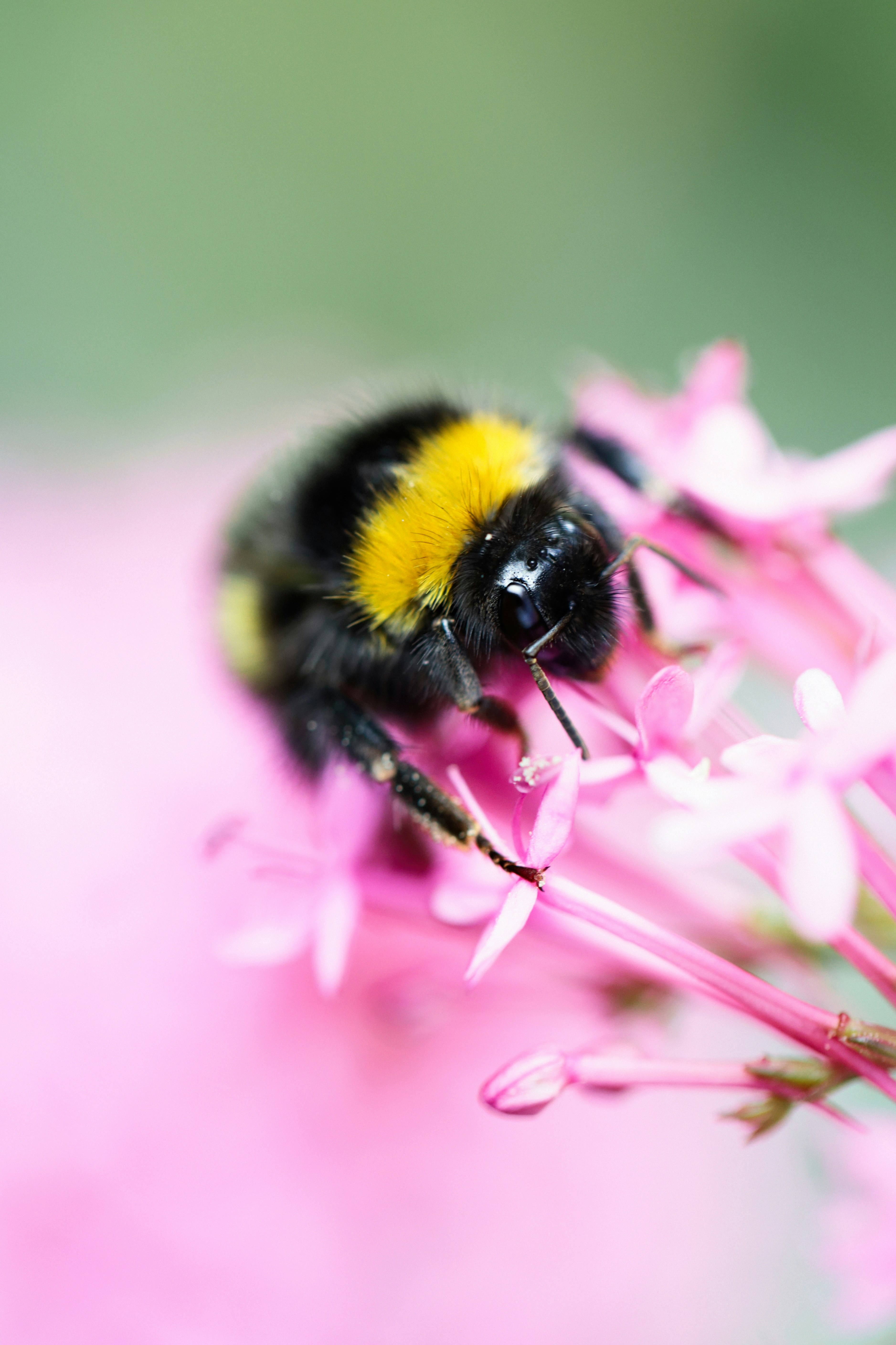 Bumblebee on Pink Wildflowers