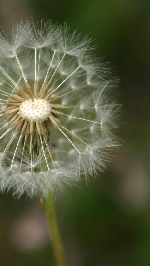 Close-up of a Dandelion Seed Head