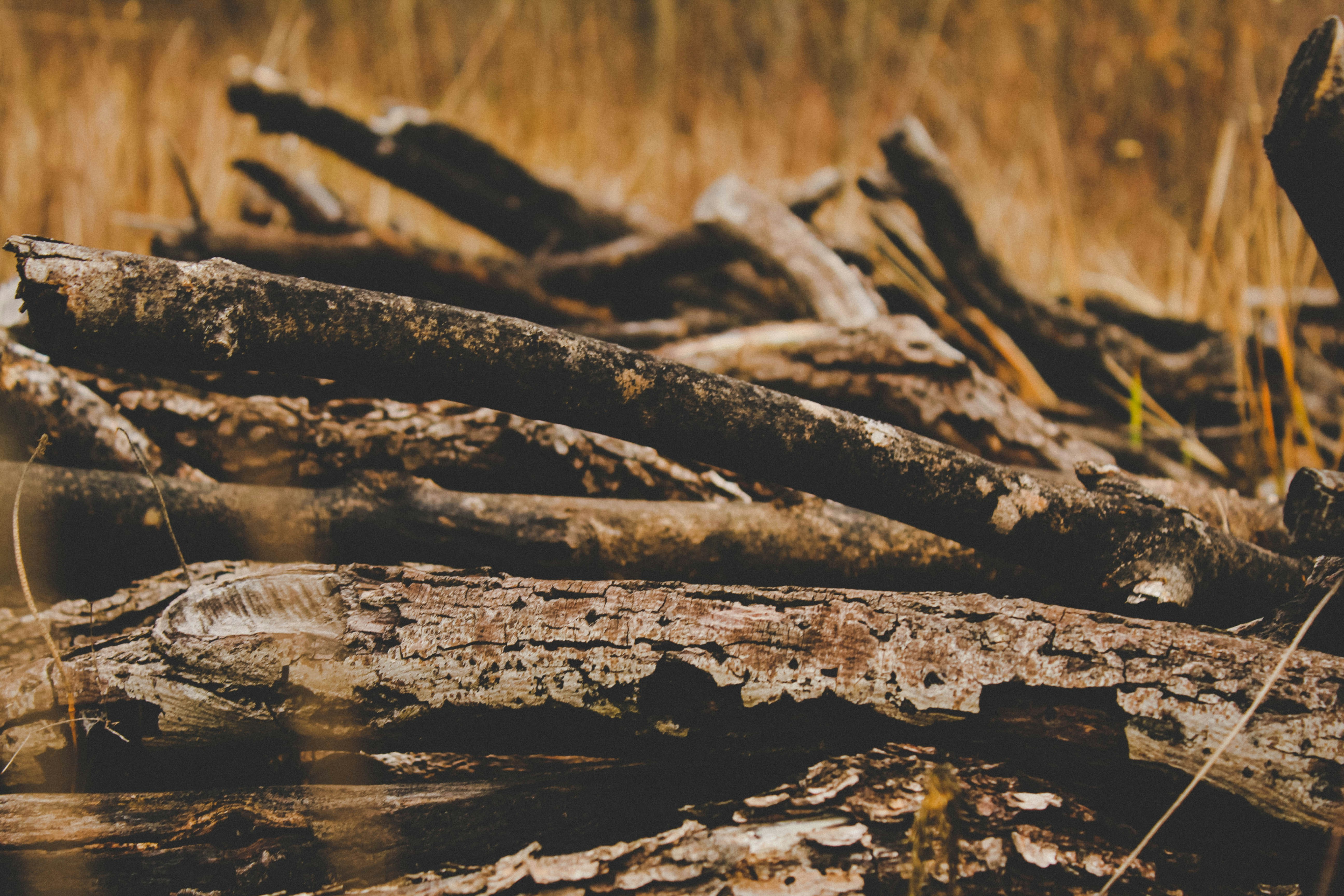 Pile of Dry Fallen Branches